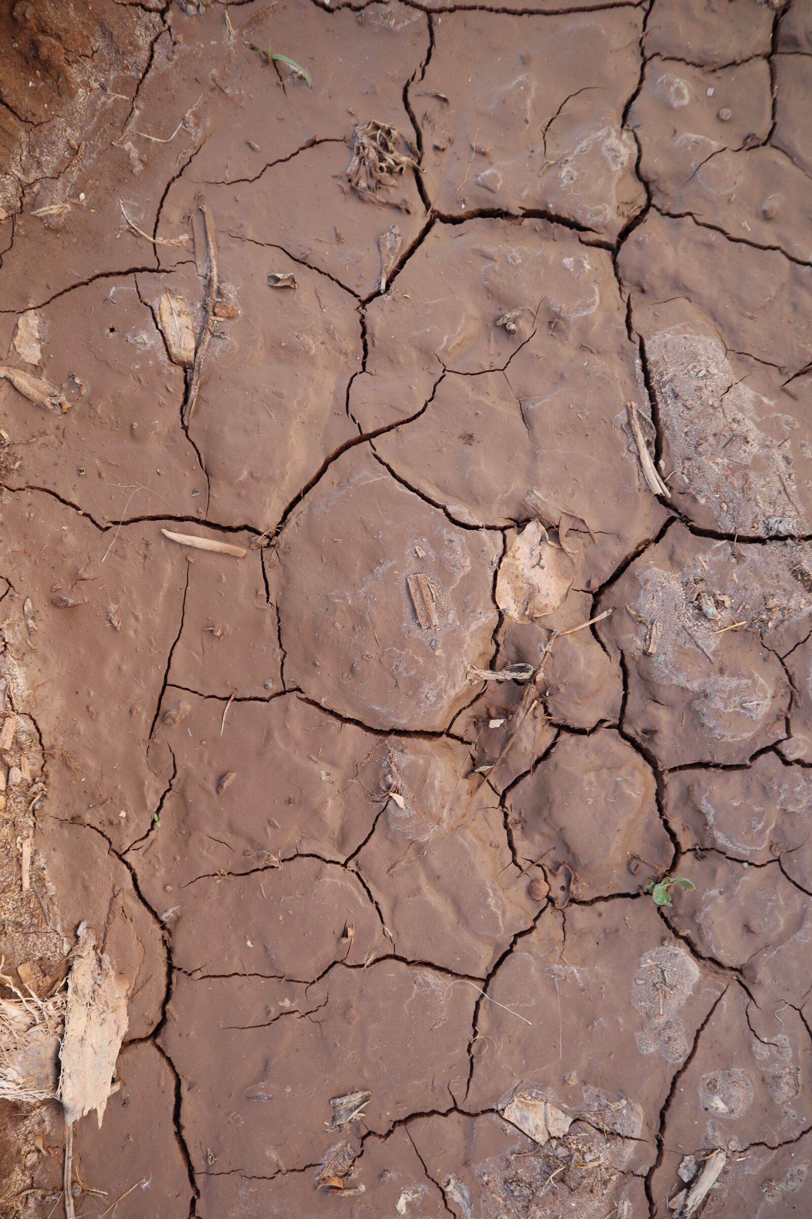 Canon EOS M50 (EOS Kiss M) sample photo. Drought, earth, dry photography