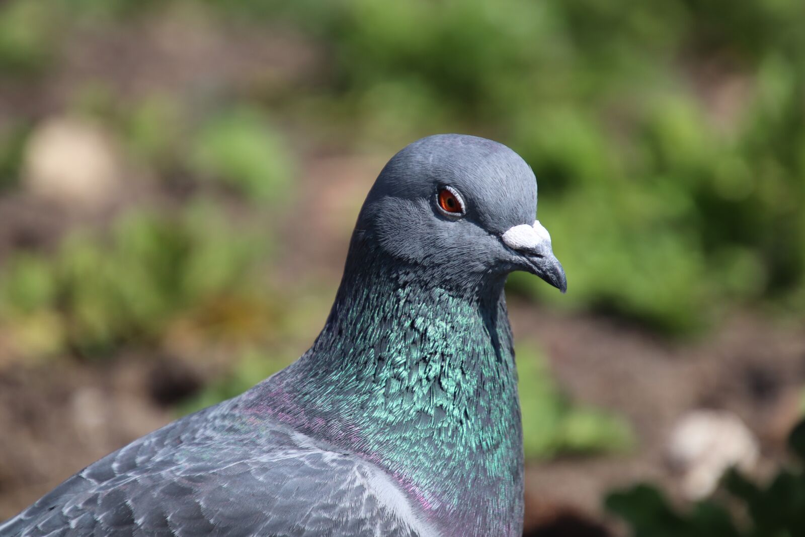 Canon EOS 800D (EOS Rebel T7i / EOS Kiss X9i) sample photo. Pigeon, feathers, beak photography