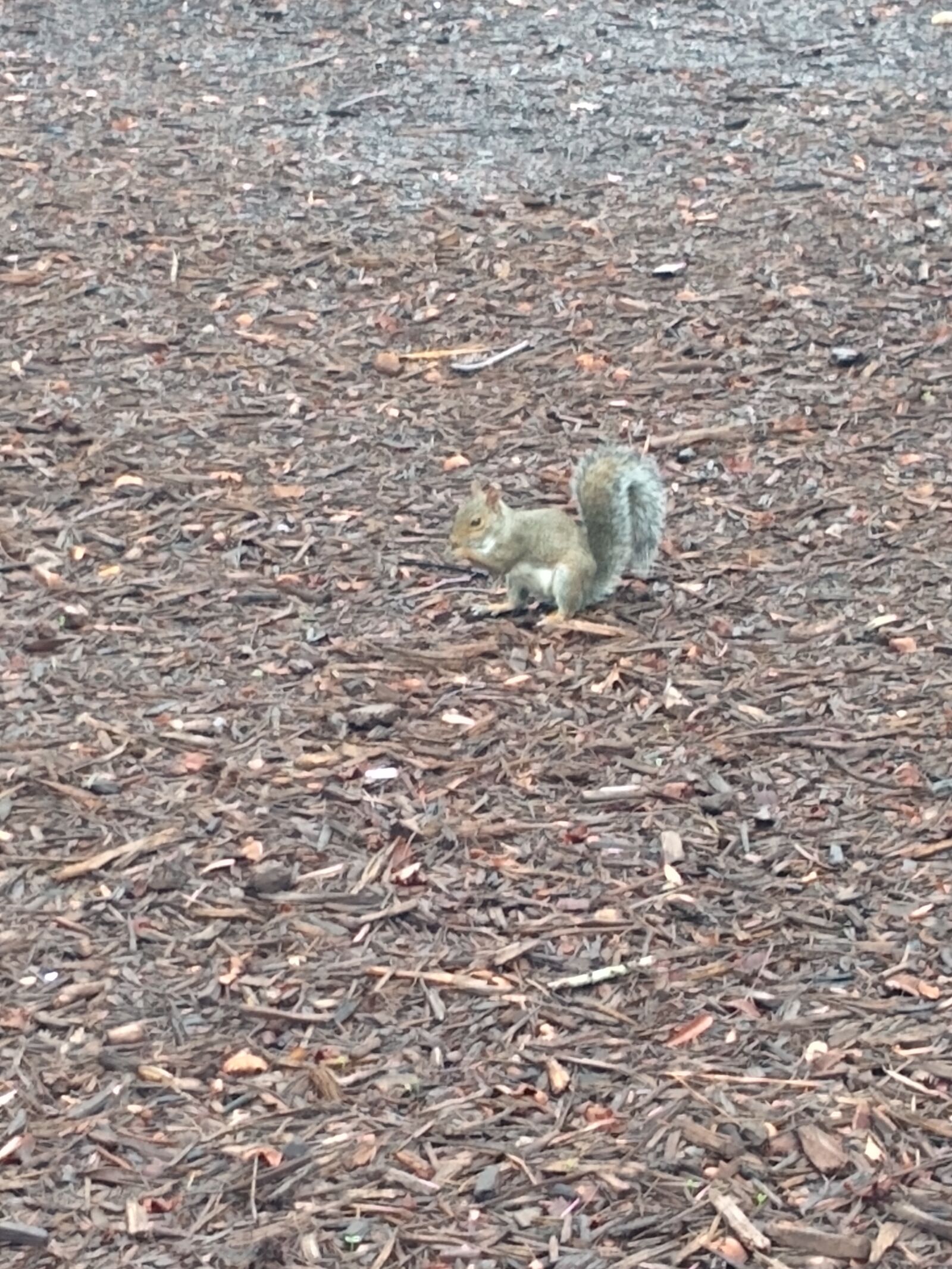 Motorola moto g(8) plus sample photo. Animal, squirrel, nature photography