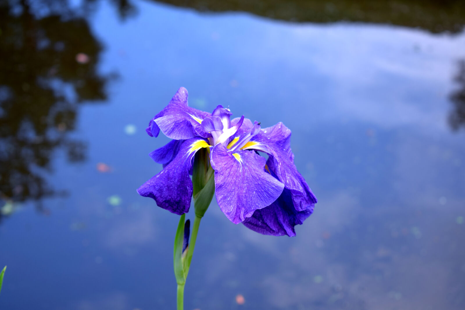 Nikon D3300 sample photo. Flower, violet, violet, flower photography