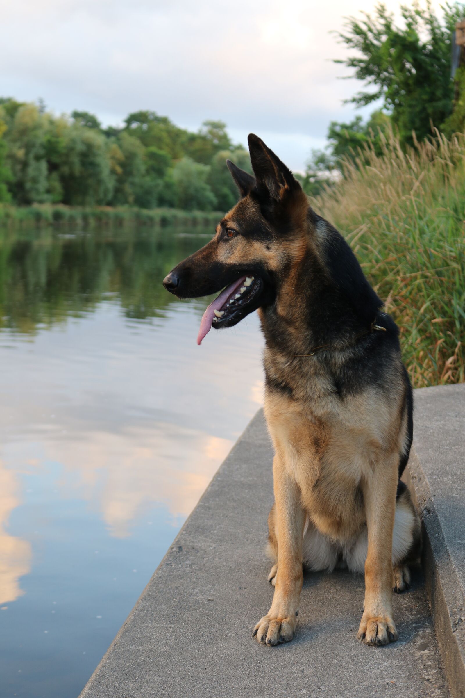 Canon EOS 7D Mark II sample photo. Dog, animal, german shepherd photography