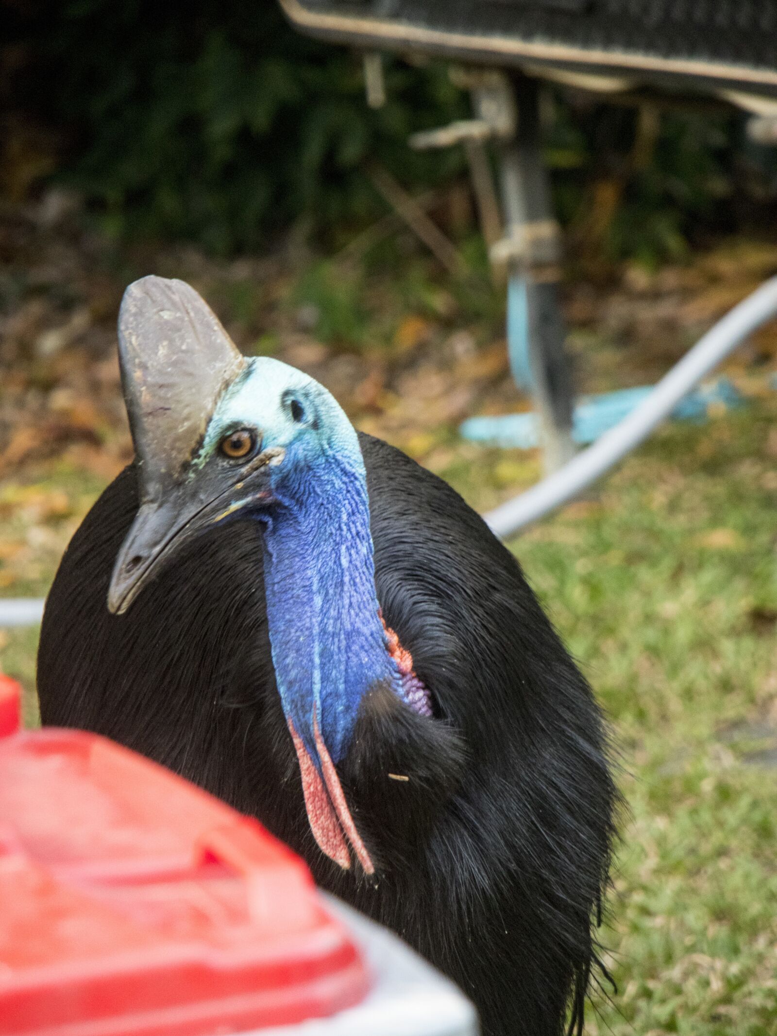 Canon EOS M6 sample photo. Cassowary, australia, bird photography