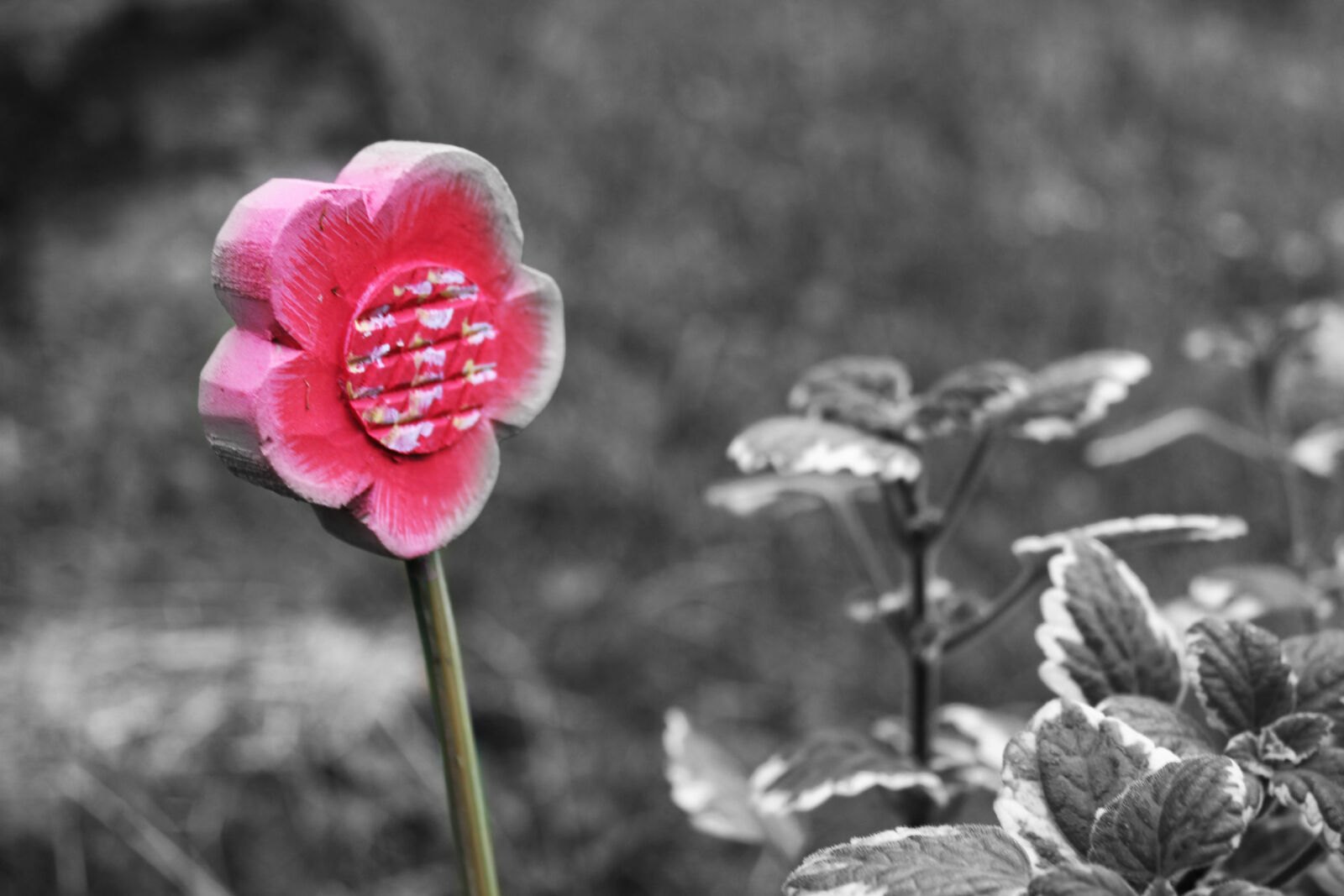 Canon EOS 550D (EOS Rebel T2i / EOS Kiss X4) sample photo. Black, and, white, flower photography