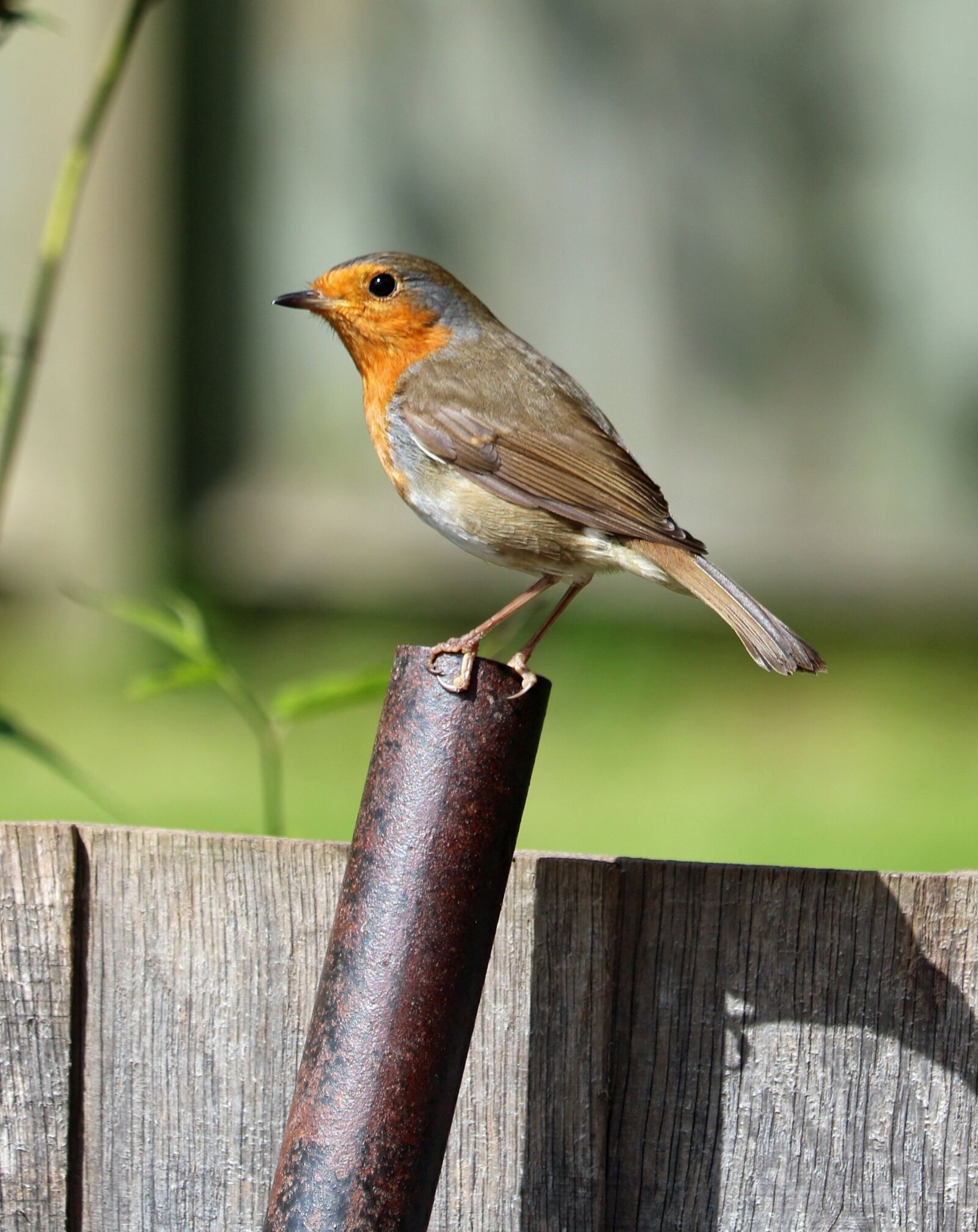 Canon EOS 750D (EOS Rebel T6i / EOS Kiss X8i) sample photo. Robin, perched, bird photography