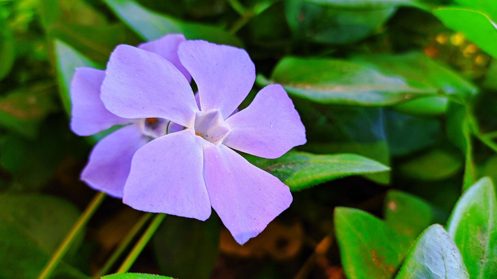 Xiaomi Redmi Note 8 sample photo. Flower, nature, spring photography