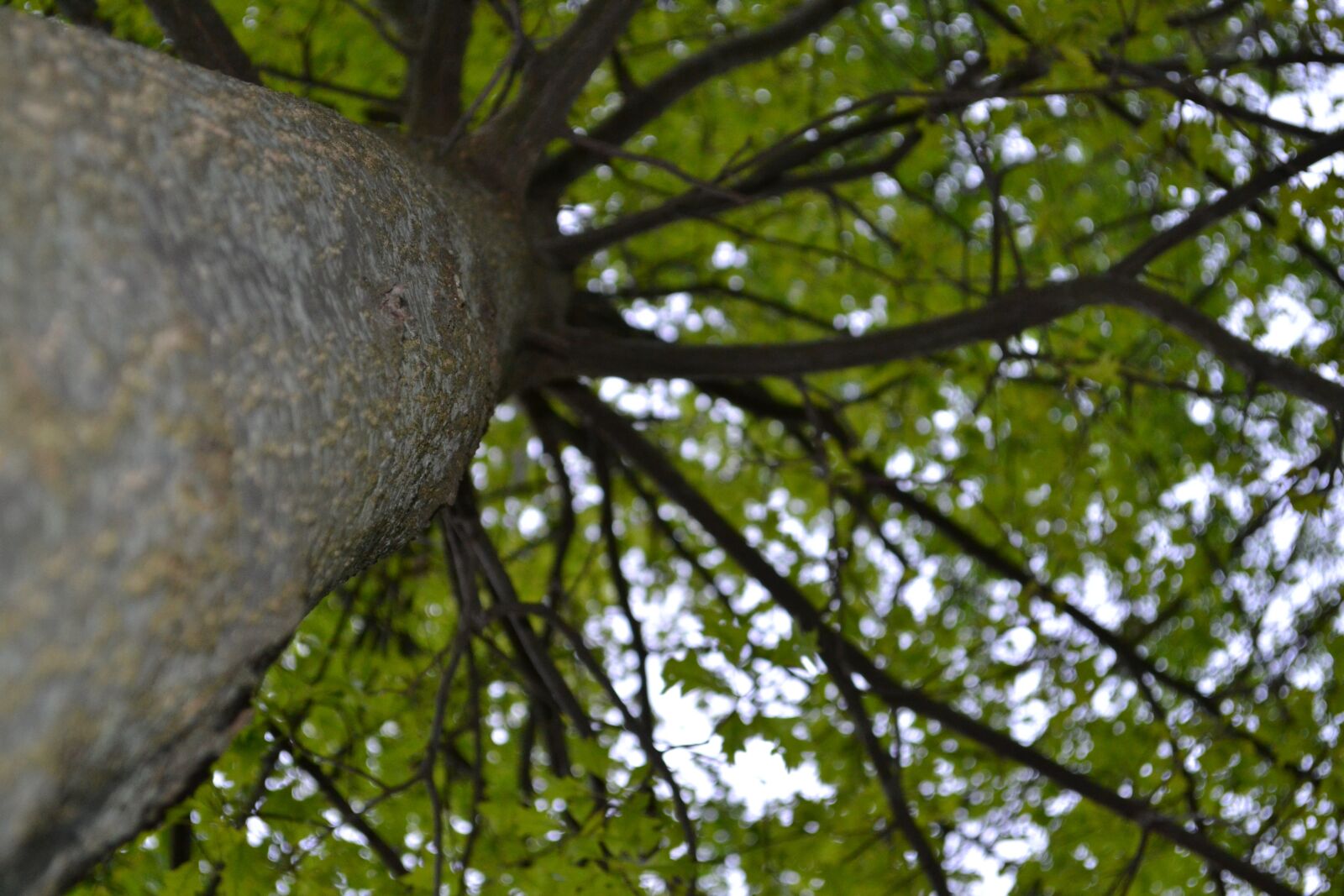 Nikon D3100 sample photo. Tree, bark, nature photography