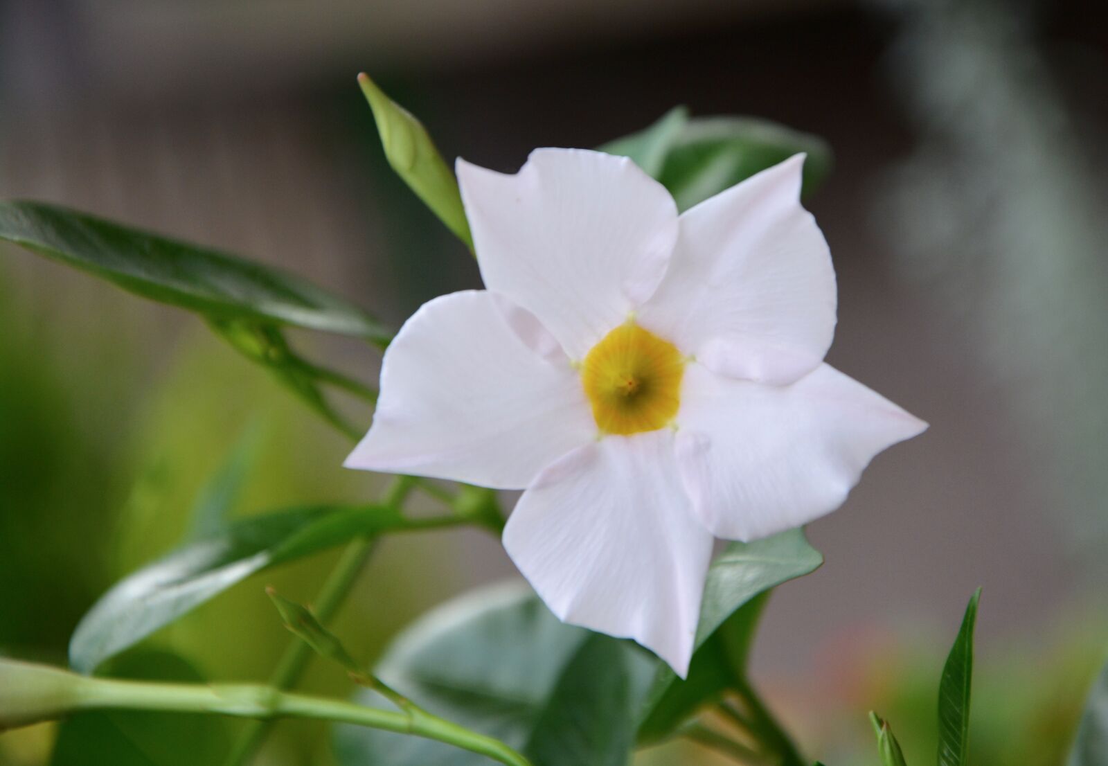 Nikon D5200 sample photo. White flower, green leaf photography