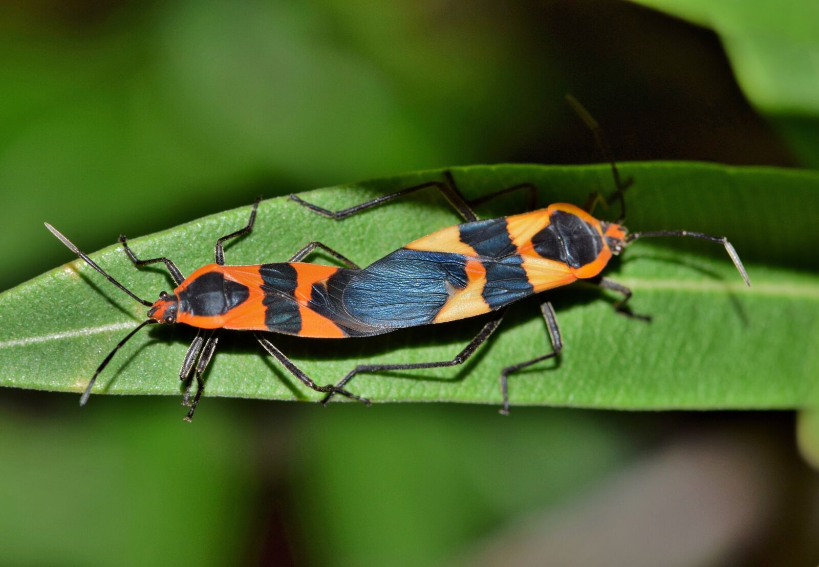 Nikon D5300 sample photo. Large milkweed bug, bug photography
