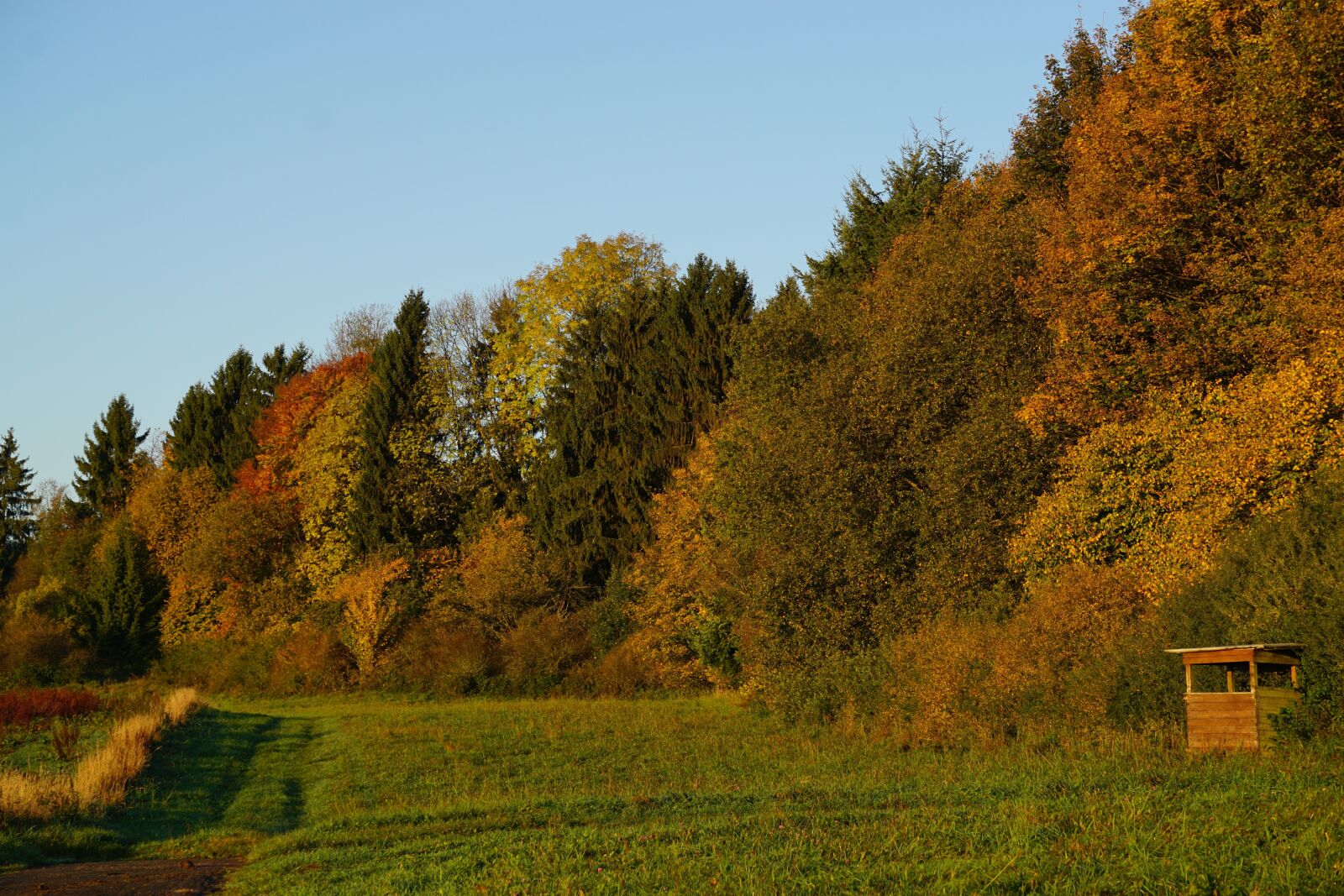 Sony E 55-210mm F4.5-6.3 OSS sample photo. Forest, autumn, autumn forest photography