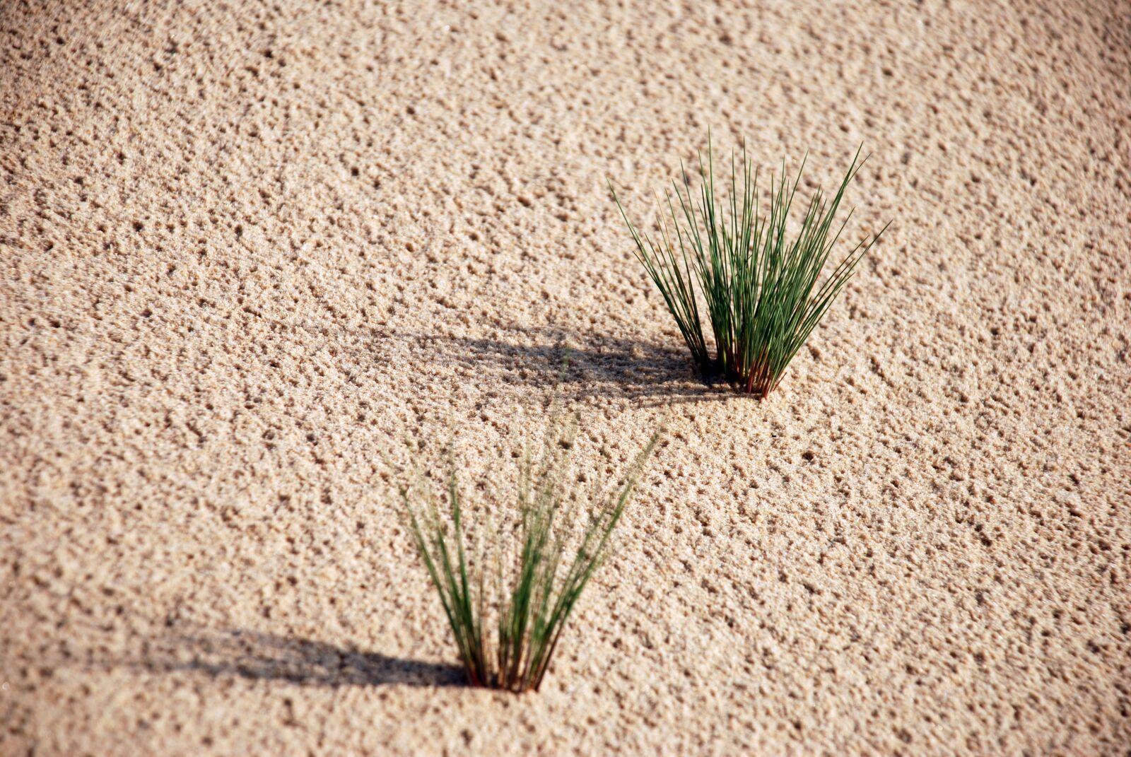 Nikon D80 sample photo. Sand, plants, green photography