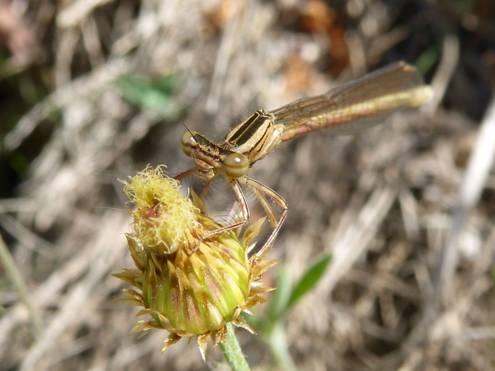 Panasonic DMC-FZ62 sample photo. Dragonfly, damselfly, detail photography