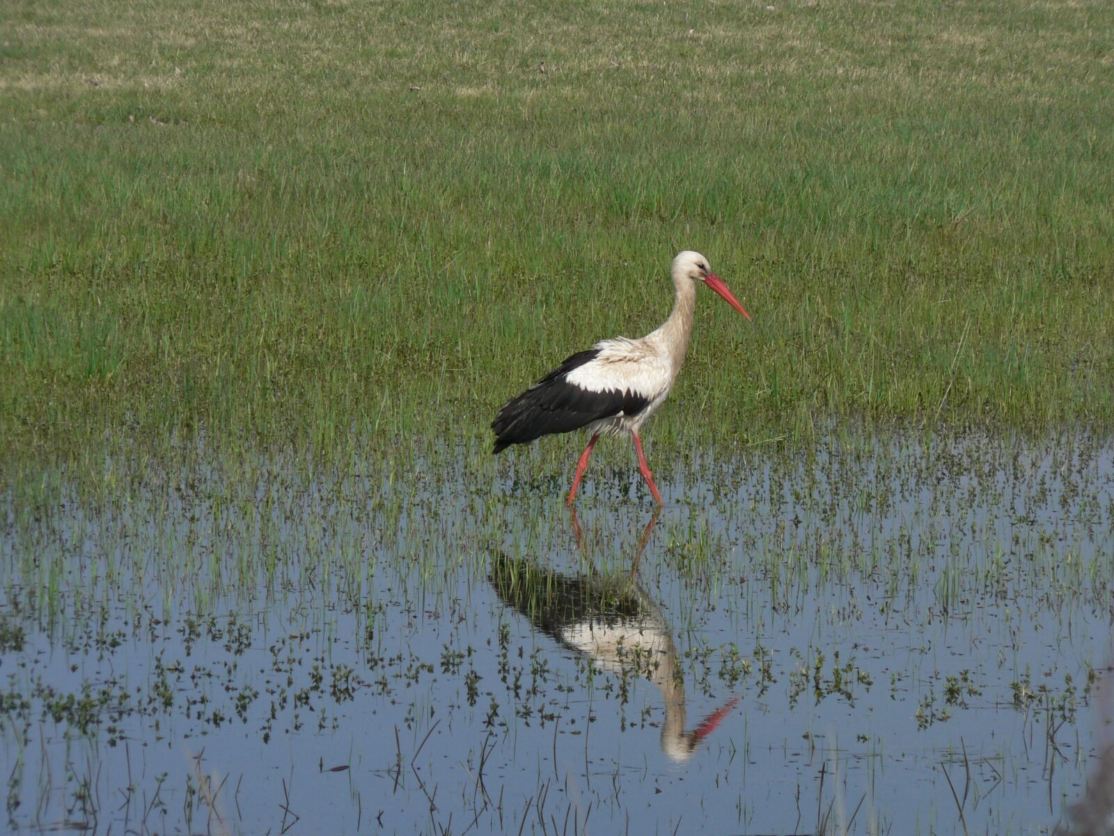 Panasonic DMC-FZ5 sample photo. Stork, wetland, reflection photography