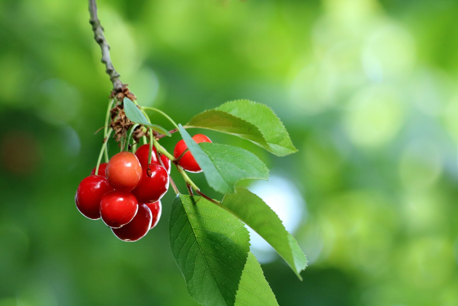 Canon EOS 750D (EOS Rebel T6i / EOS Kiss X8i) sample photo. Cherries, fruit, mature photography