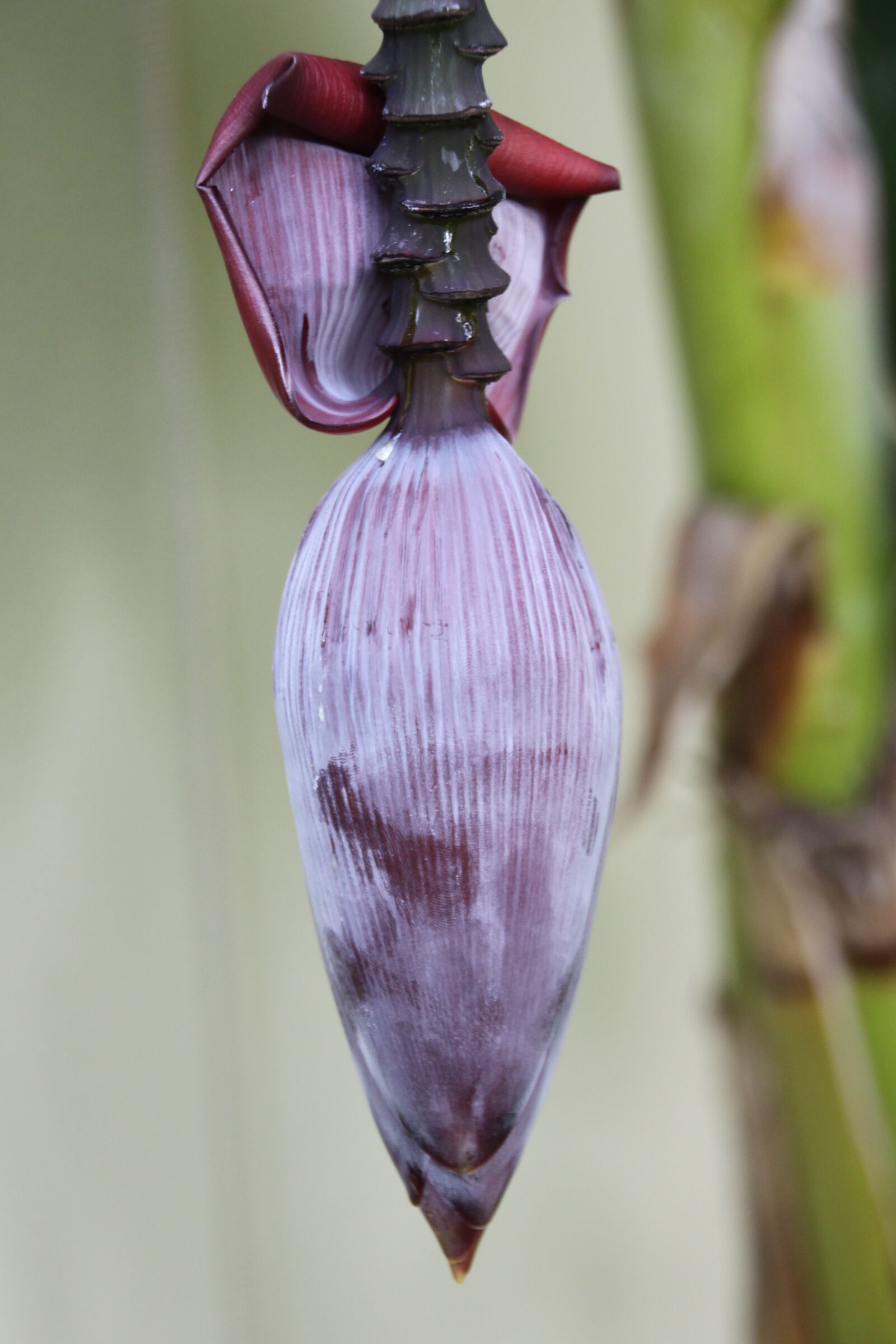 Canon EOS 500D (EOS Rebel T1i / EOS Kiss X3) sample photo. Banana flower, banana, banana photography