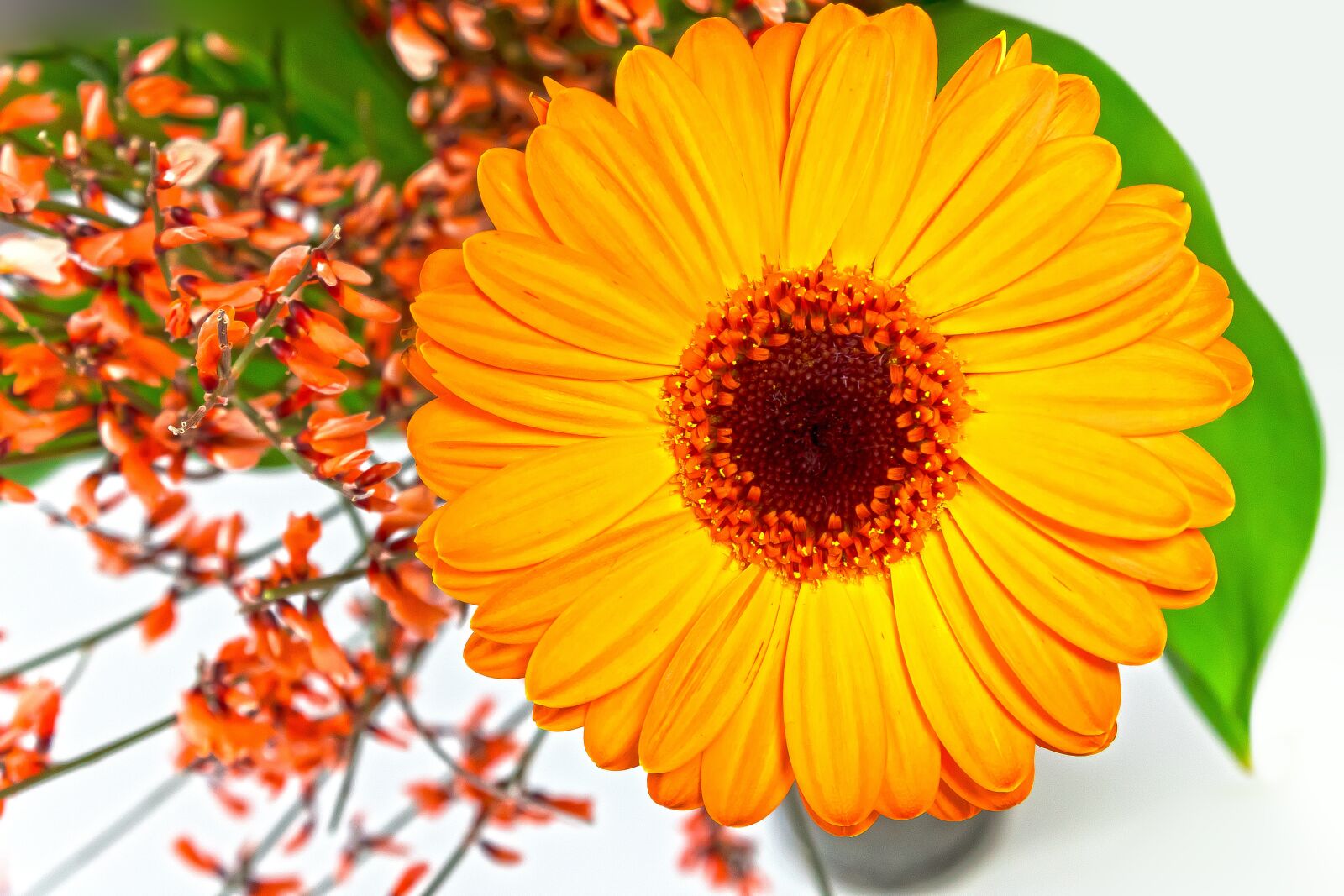 Canon EOS 1300D (EOS Rebel T6 / EOS Kiss X80) sample photo. Gerbera, composites, broom photography