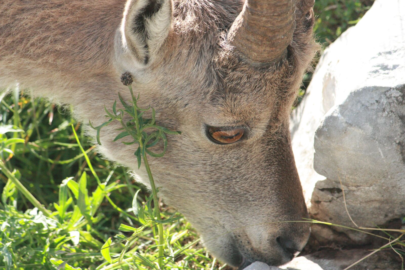Canon EOS 450D (EOS Rebel XSi / EOS Kiss X2) sample photo. Ibex, mammal, nature photography