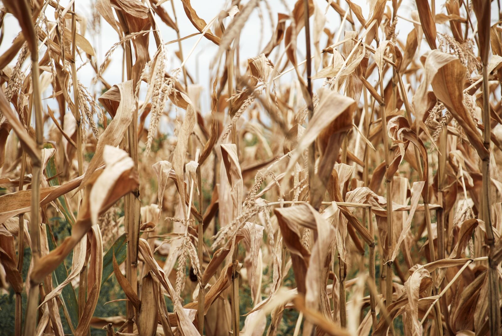 Nikon D80 sample photo. Straw, cereal, crop photography