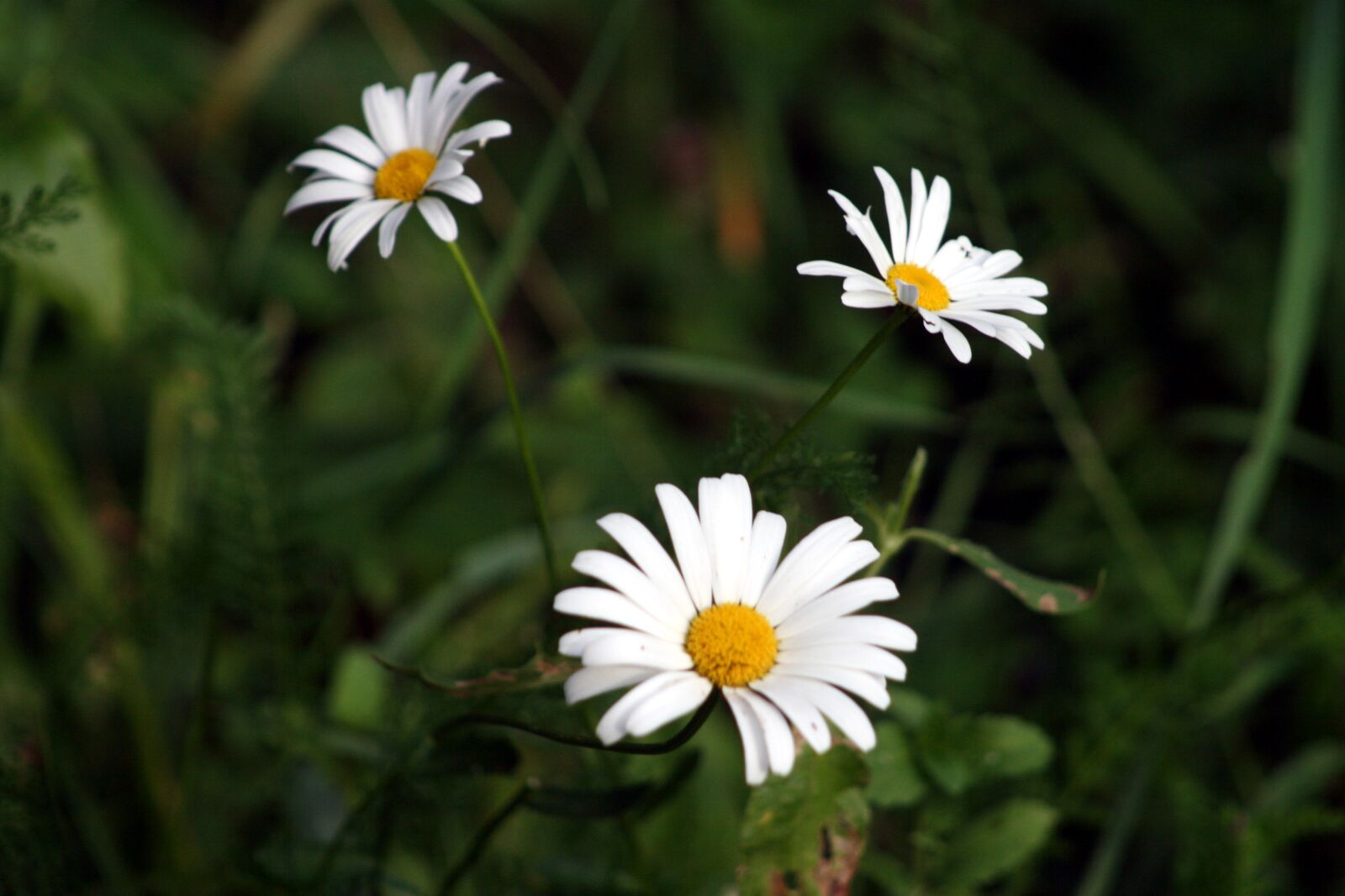 Canon EOS 400D (EOS Digital Rebel XTi / EOS Kiss Digital X) sample photo. Flowers, daisies, nature photography