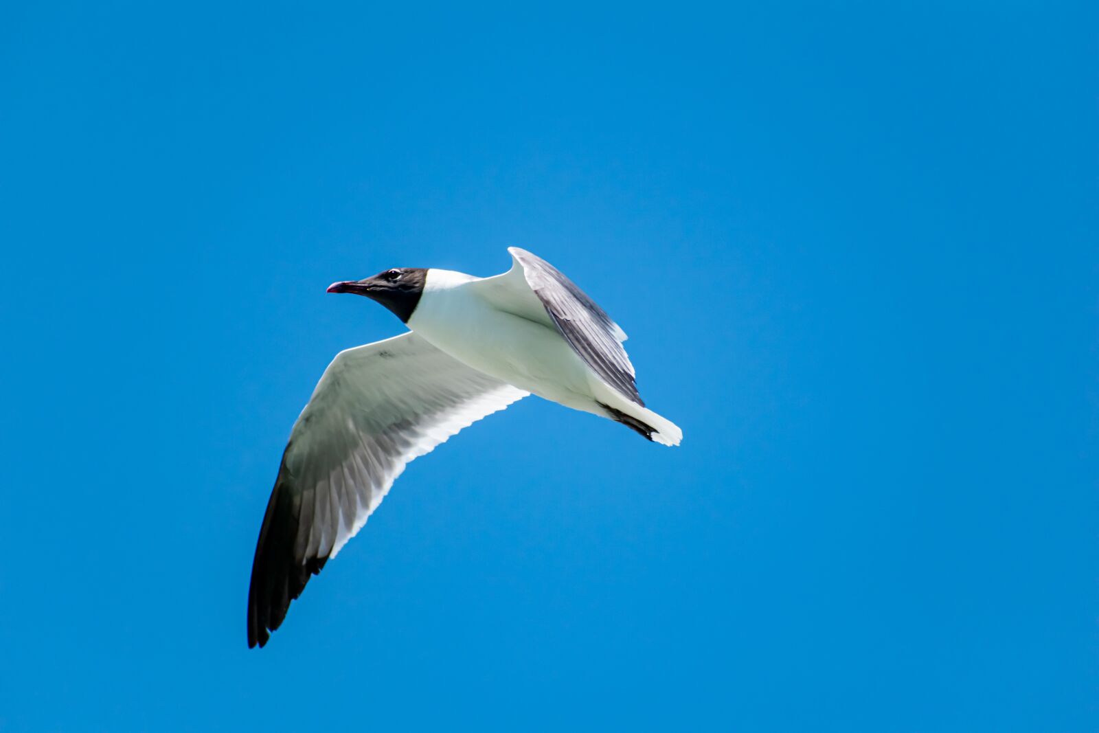 Nikon D3500 sample photo. Seagull, sky, bird photography