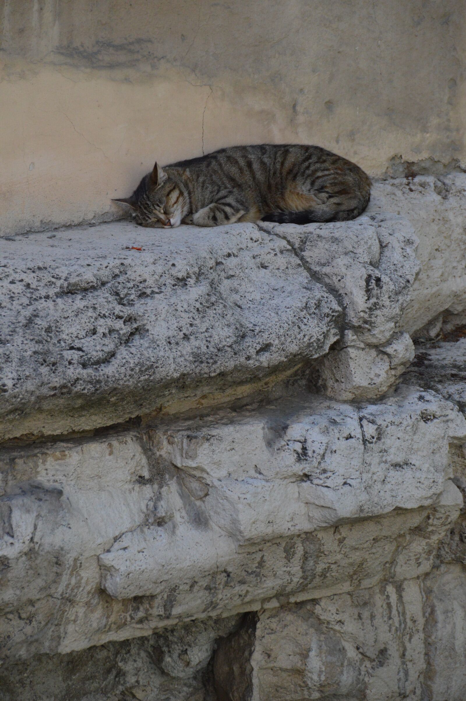Nikon D3200 sample photo. Cats, sleep, cat photography