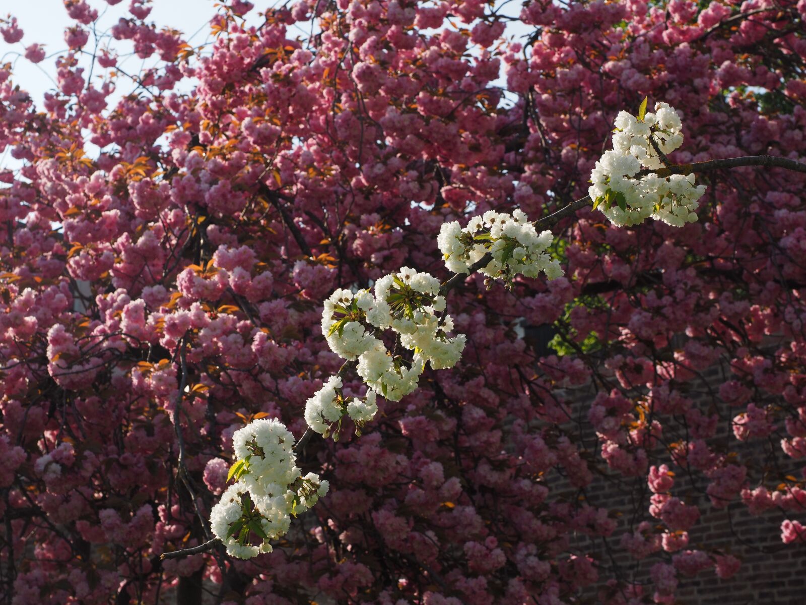 Olympus OM-D E-M1 + Olympus M.Zuiko Digital ED 12-40mm F2.8 Pro sample photo. Cherry blossom, white, cherry photography