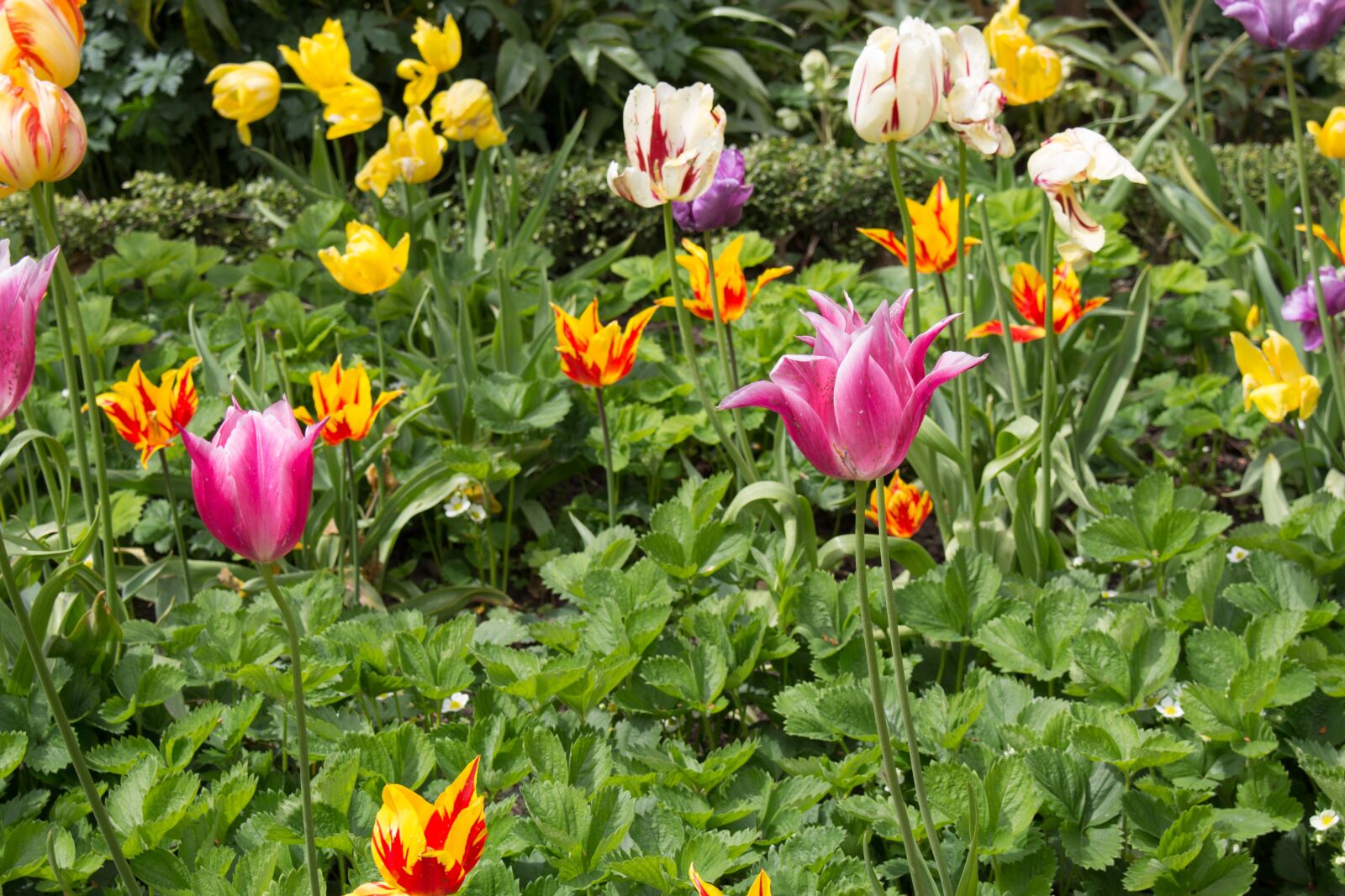 Canon EOS 700D (EOS Rebel T5i / EOS Kiss X7i) sample photo. Spring tulips, flowers, garden photography