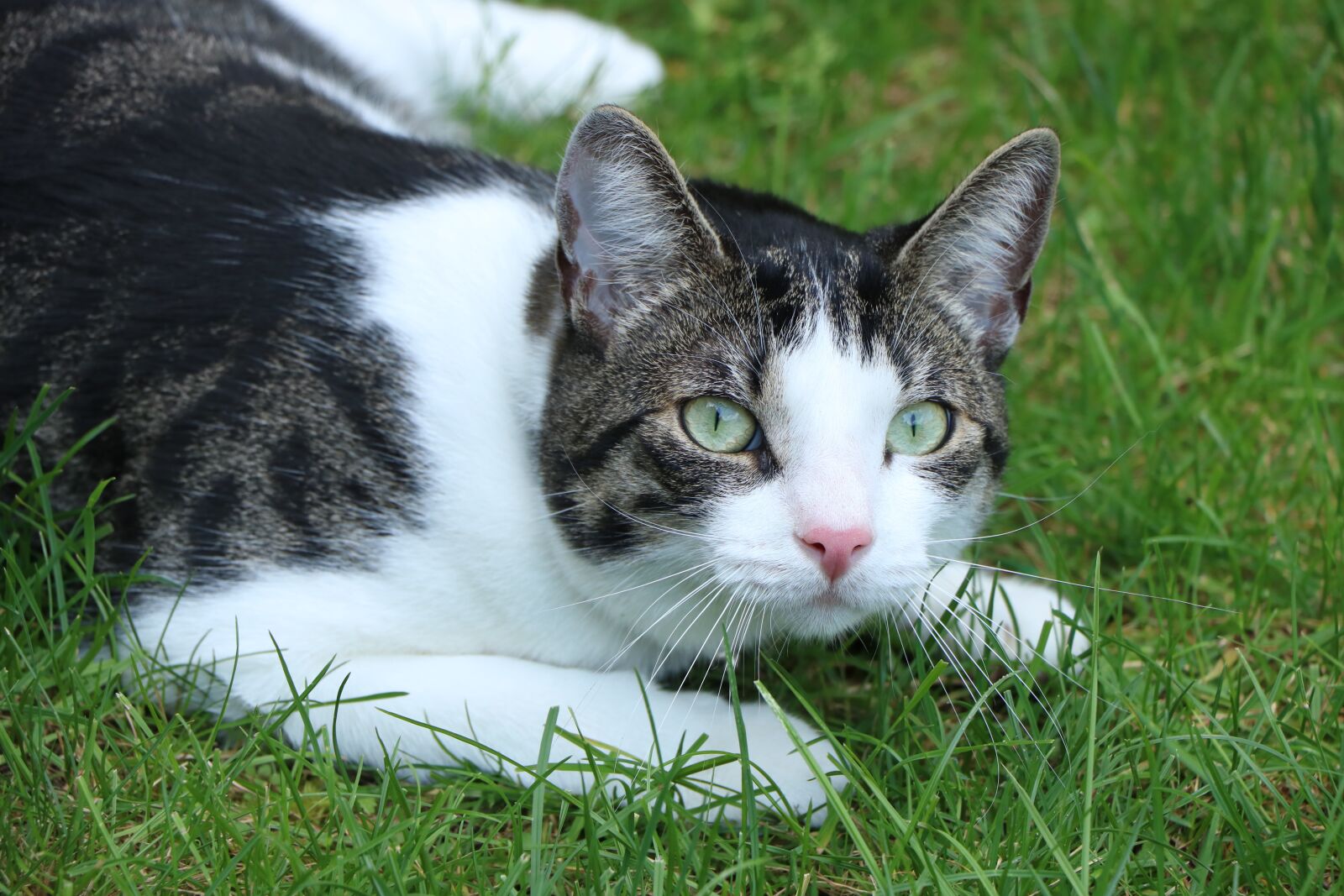 Canon EOS 750D (EOS Rebel T6i / EOS Kiss X8i) + Canon EF-S 18-135mm F3.5-5.6 IS STM sample photo. Cat, cat, face, cat photography