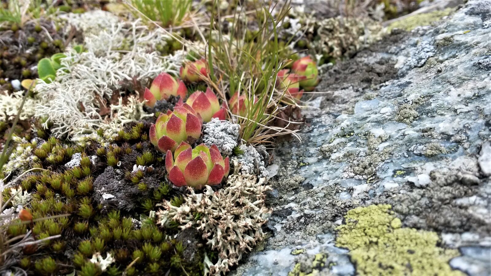 Samsung Galaxy S4 Mini sample photo. Rock, flower, mountains photography