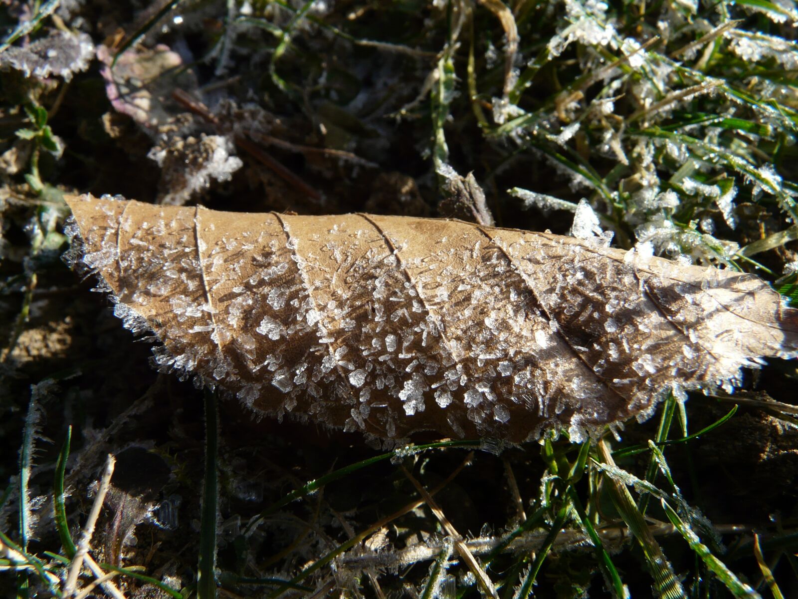 Panasonic DMC-FZ18 sample photo. Hoarfrost, frost, eiskristalle photography