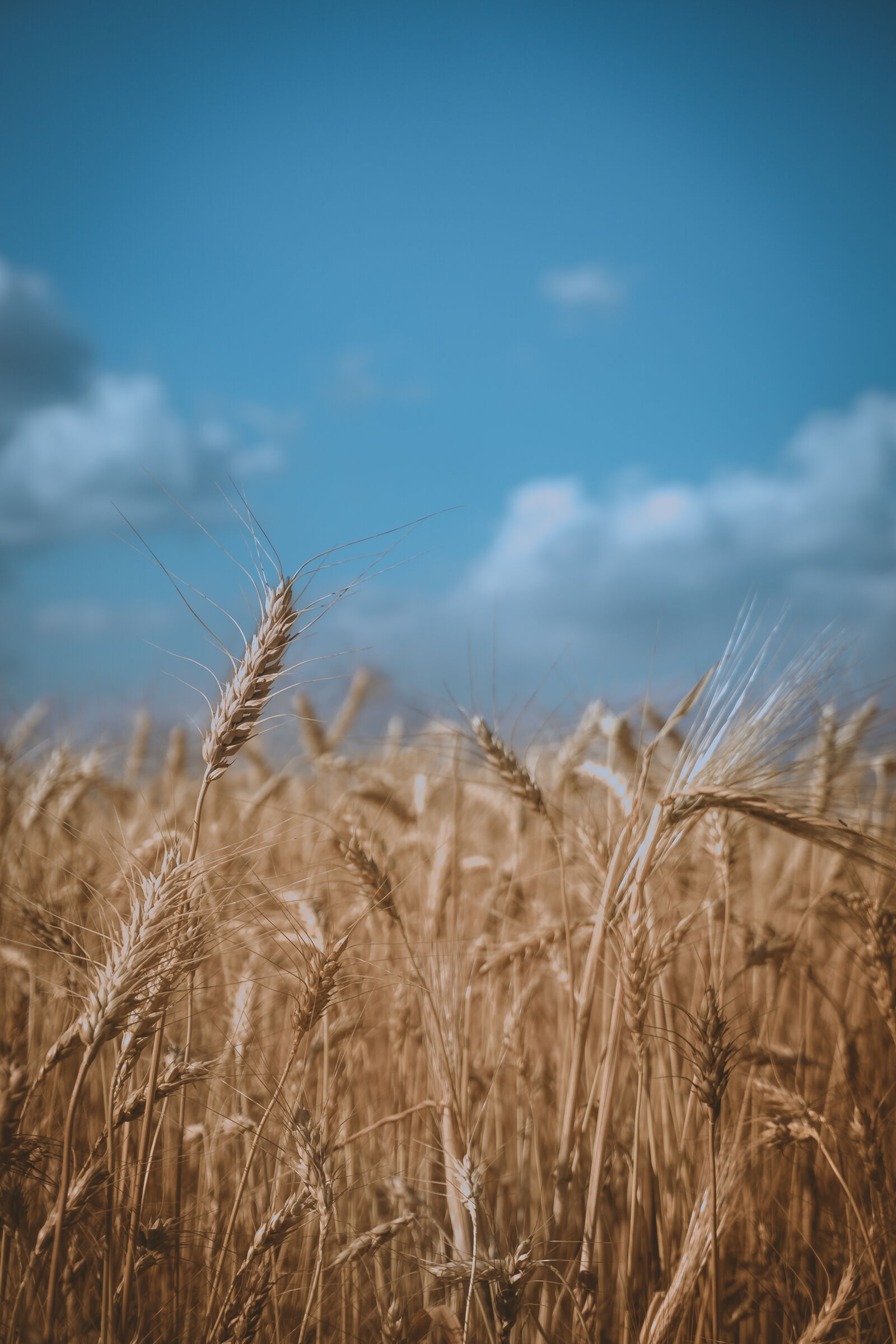Sony a6000 sample photo. Beautiful, blue, sky, farm photography