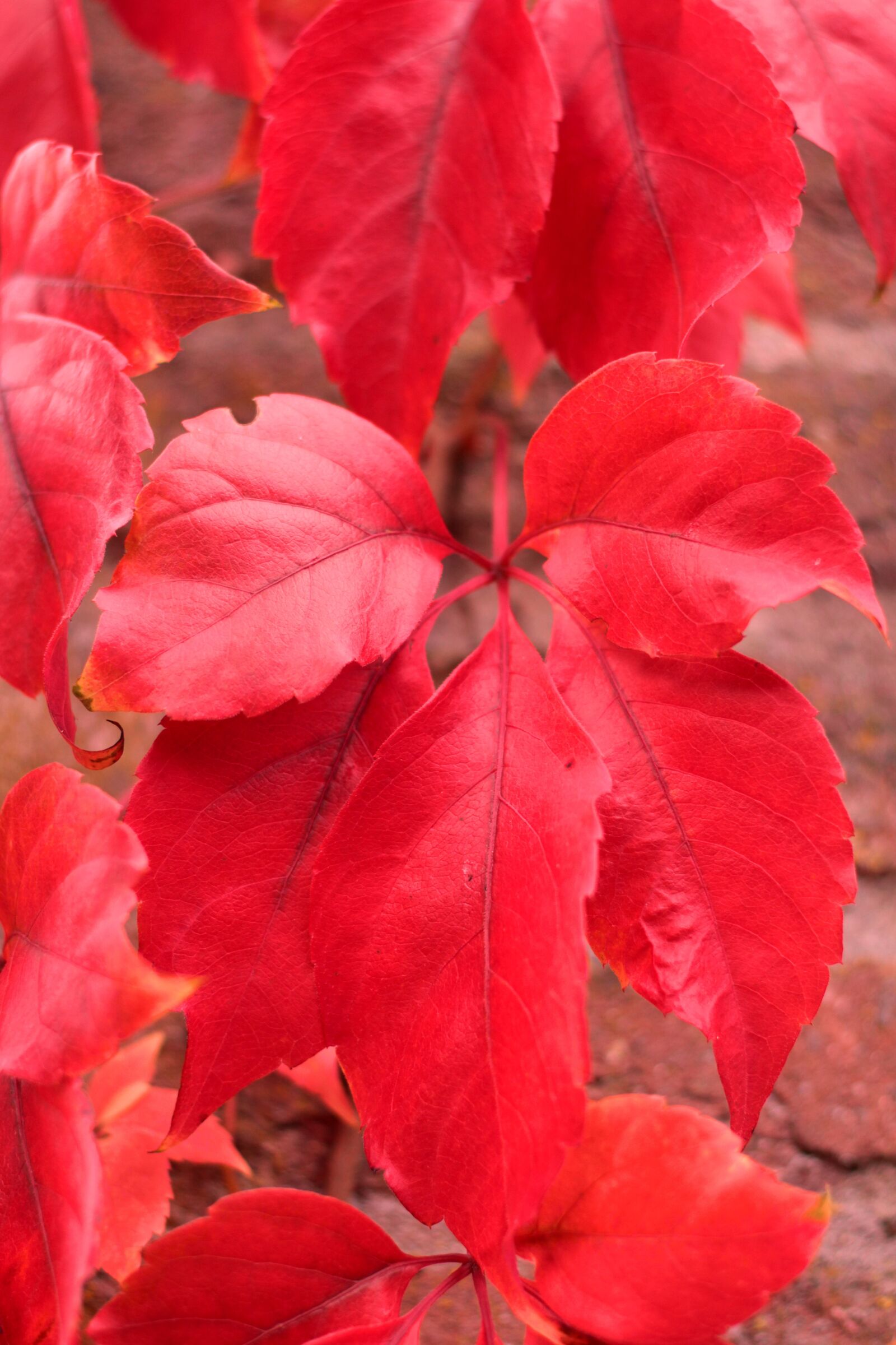 Canon EOS 600D (Rebel EOS T3i / EOS Kiss X5) sample photo. Virginia creeper, parthenocissus veitchii photography