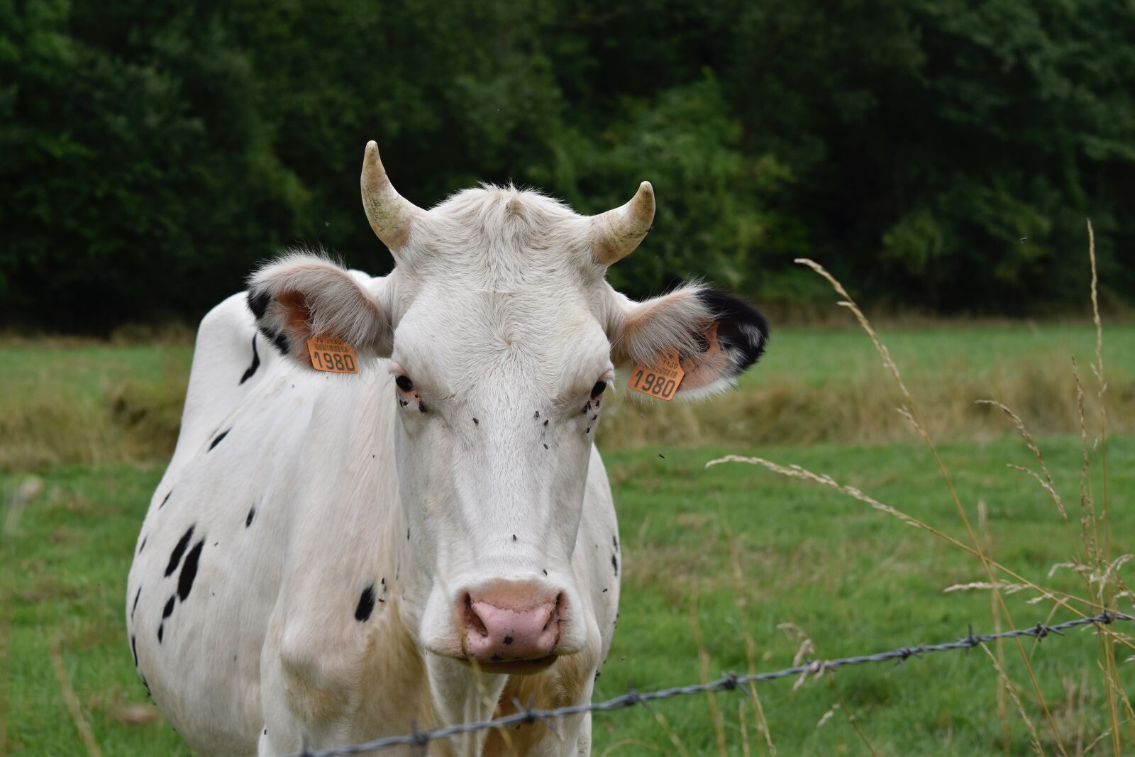 Nikon D5600 sample photo. Cow, cowhide, cow white photography