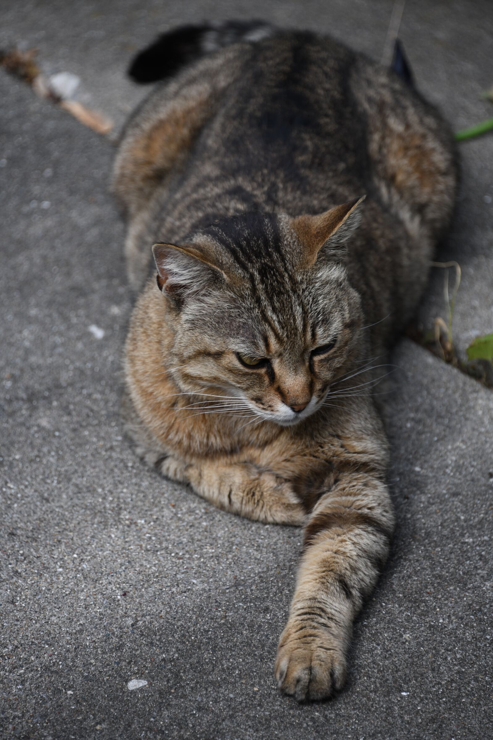 Nikon D850 sample photo. Cat, waiting, pounce photography