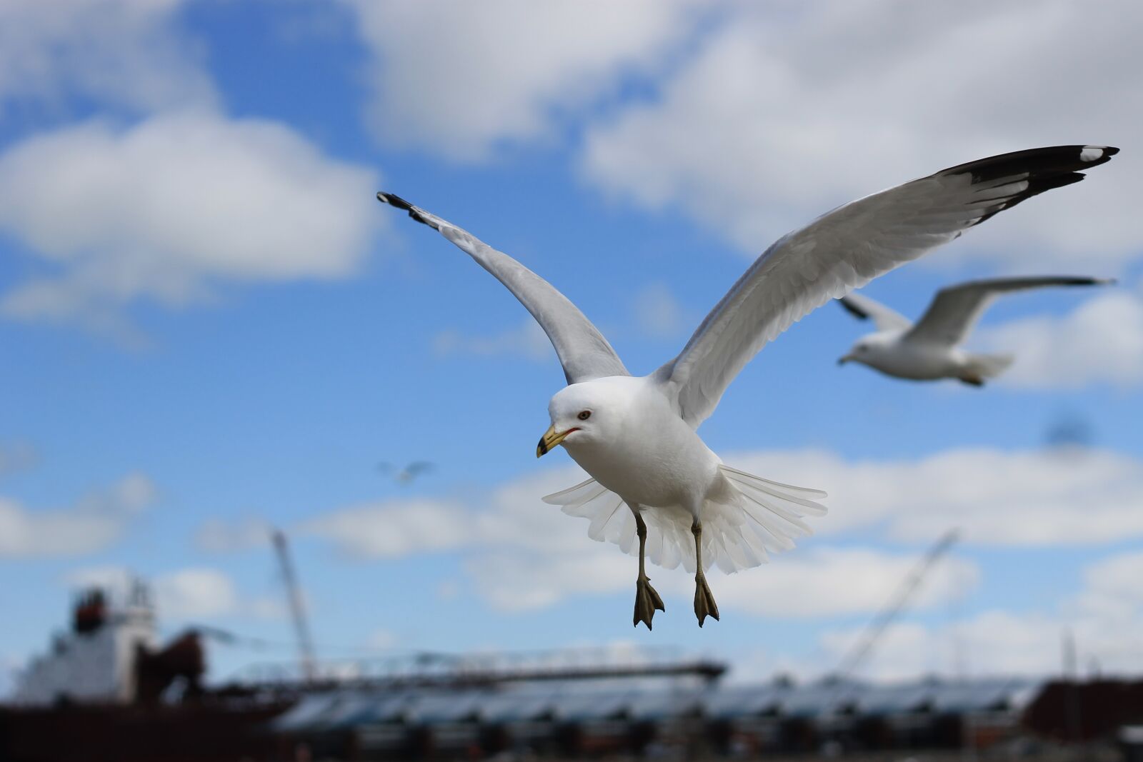 Canon EOS 1100D (EOS Rebel T3 / EOS Kiss X50) + Canon EF 50mm F1.8 II sample photo. Seagull, freedom, erie photography