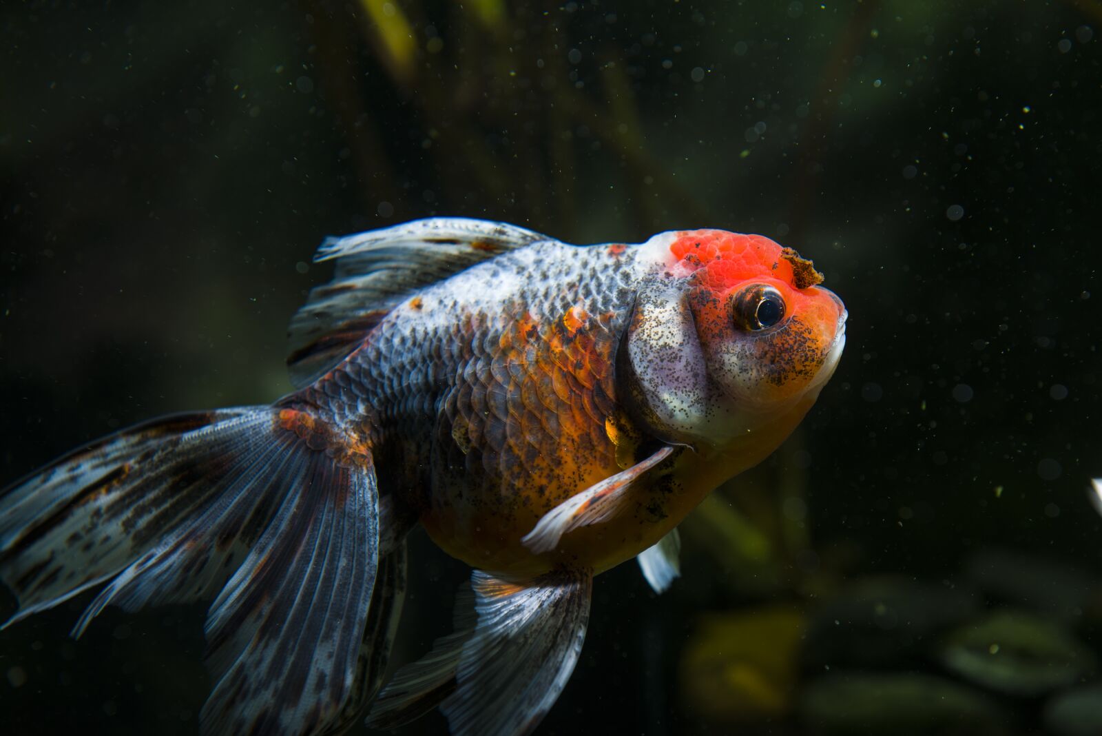 Nikon D800 sample photo. Pets, ornamental fish, goldfish photography
