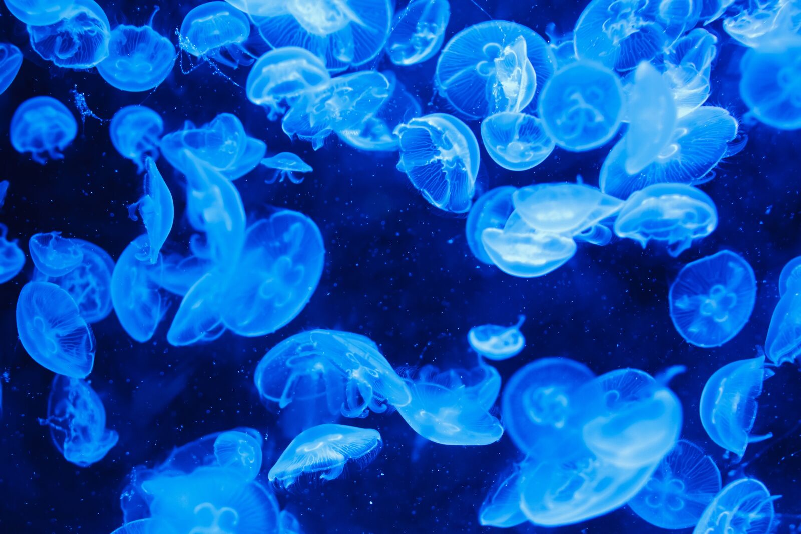 Canon EOS 5D Mark II sample photo. Blue, jelly, fish photography