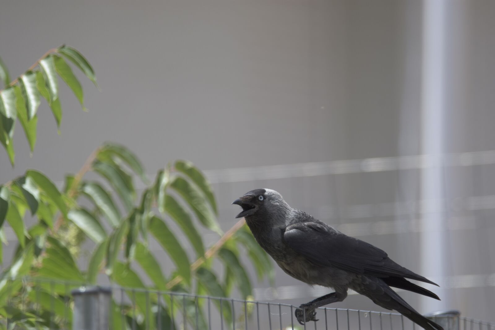 Nikon D7200 sample photo. Corvus cornix, play, bird photography