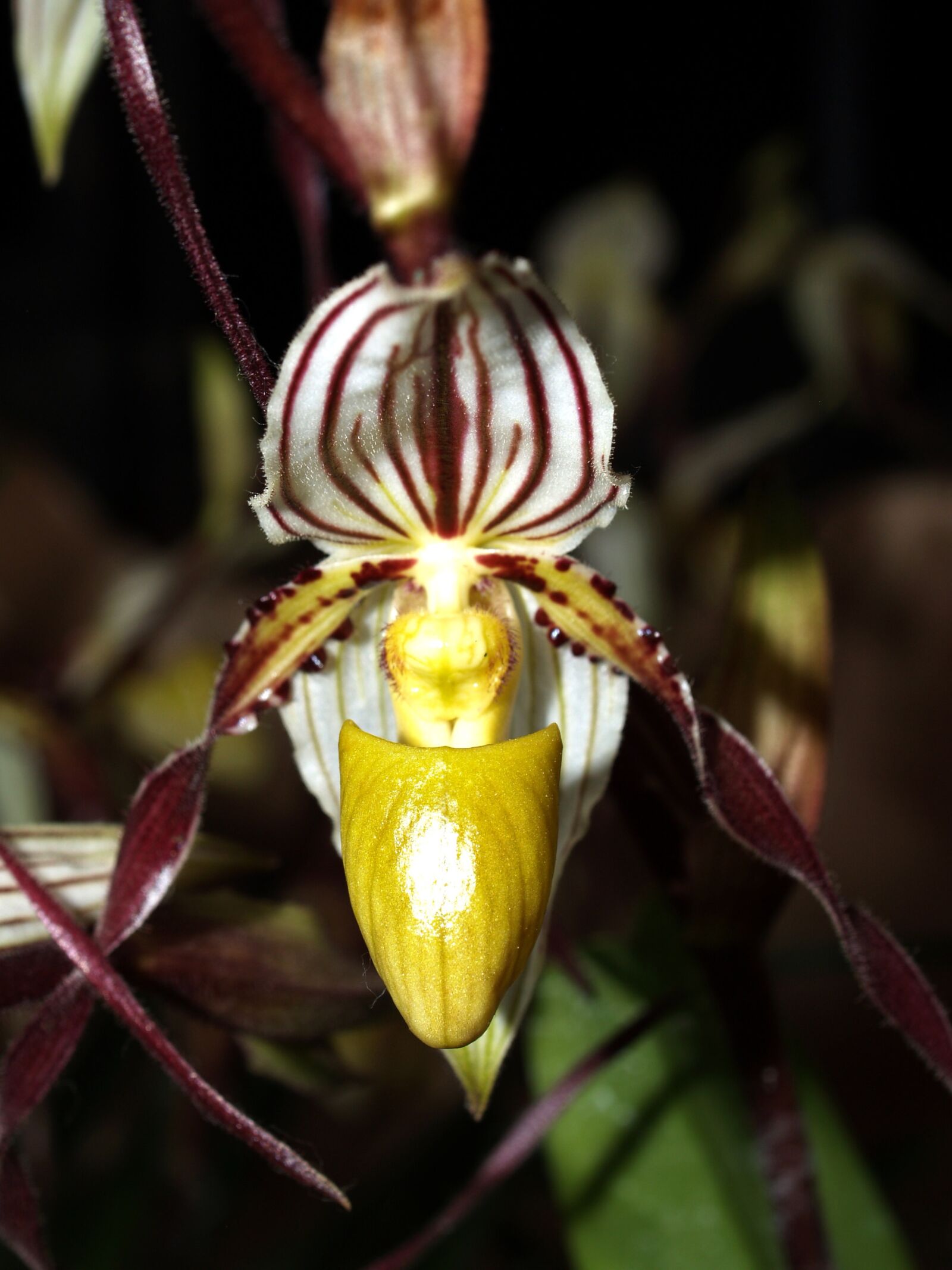 Olympus E-300 (EVOLT E-300) sample photo. Orchid, flower, bright photography