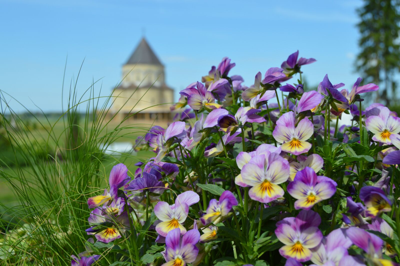 Nikon D3200 sample photo. Nature, flowers, landscapes photography