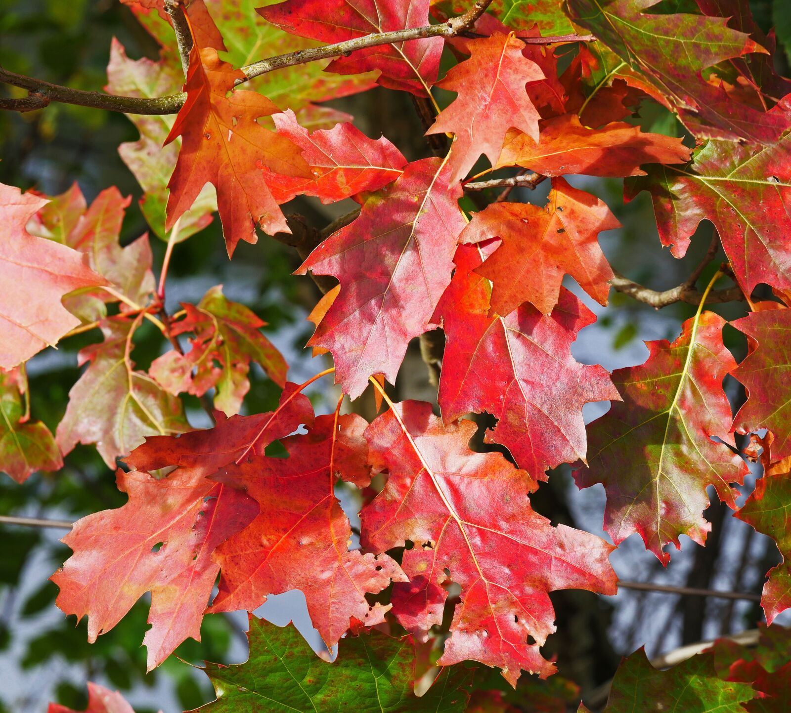 Panasonic Lumix DMC-GX8 sample photo. Fall foliage, maple, leaves photography