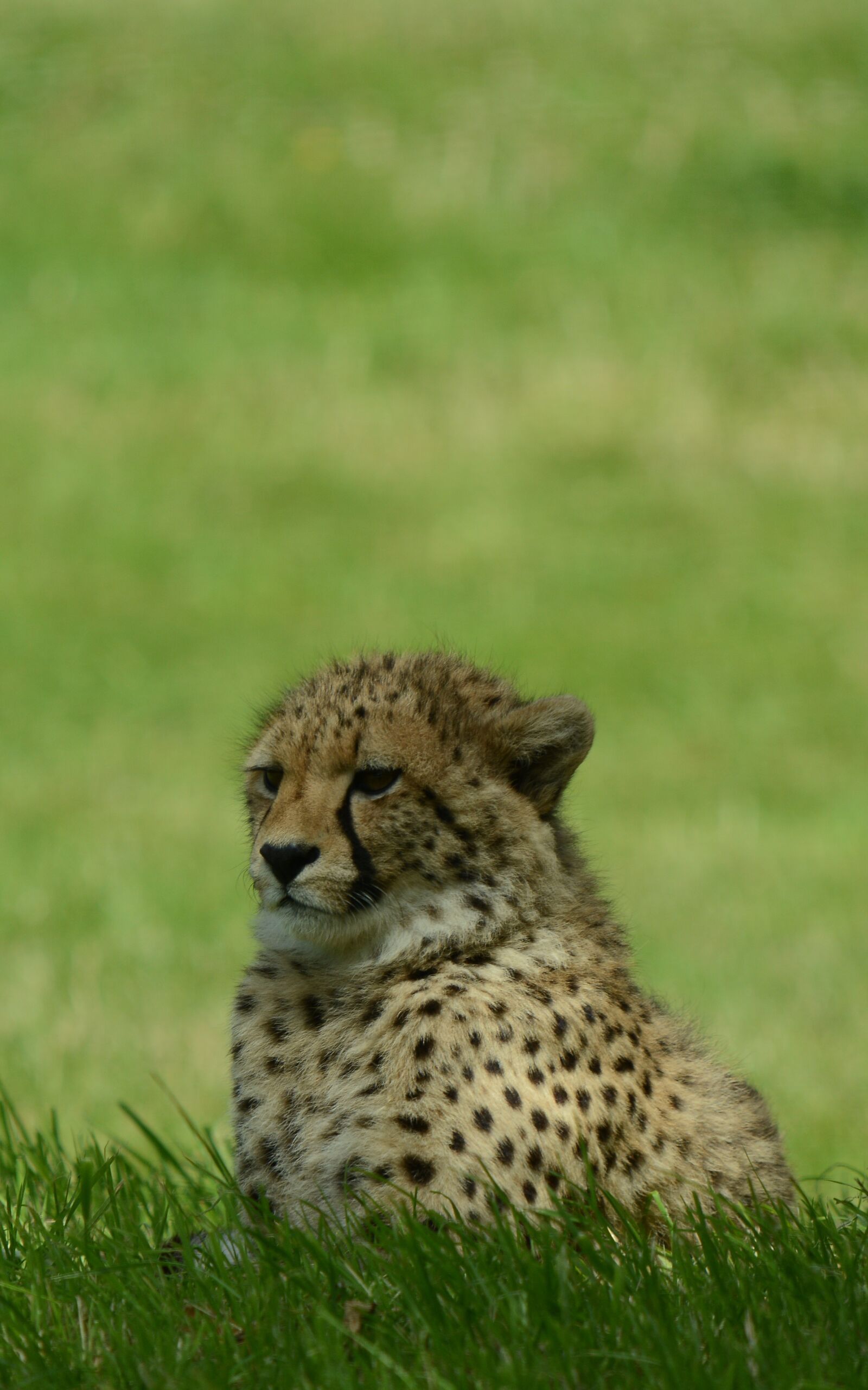 Nikon D7100 sample photo. Cheetah, young, predator photography