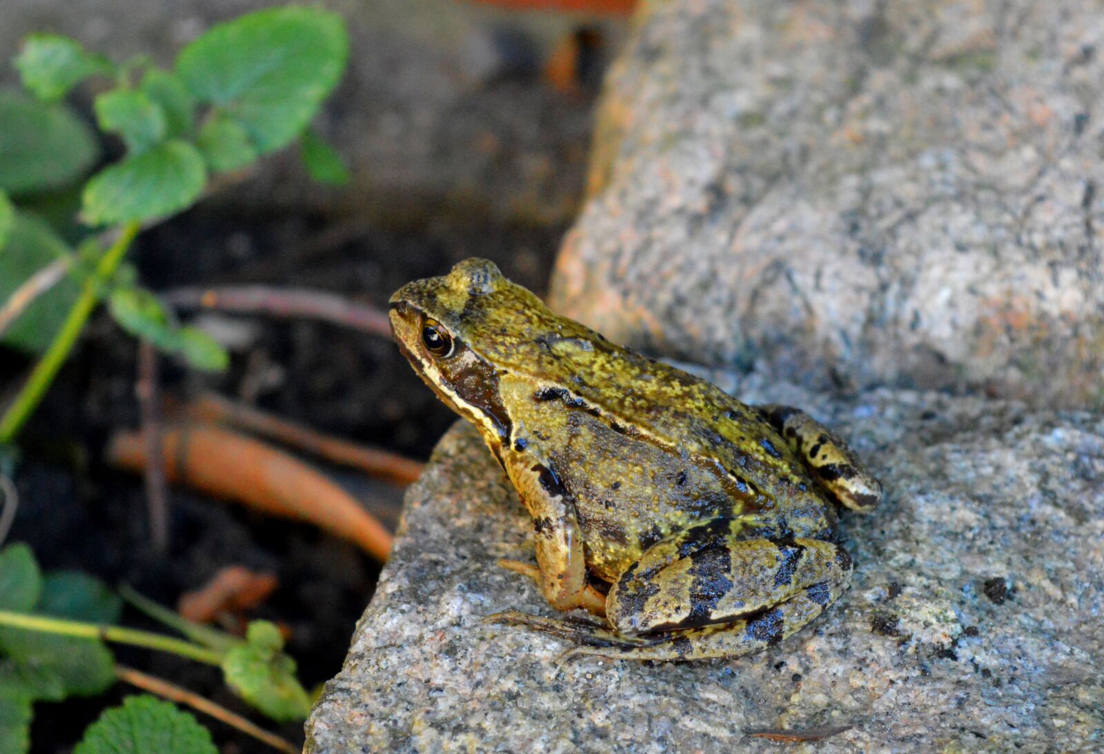 Nikon D3200 sample photo. Frog, jumping frog, animal photography