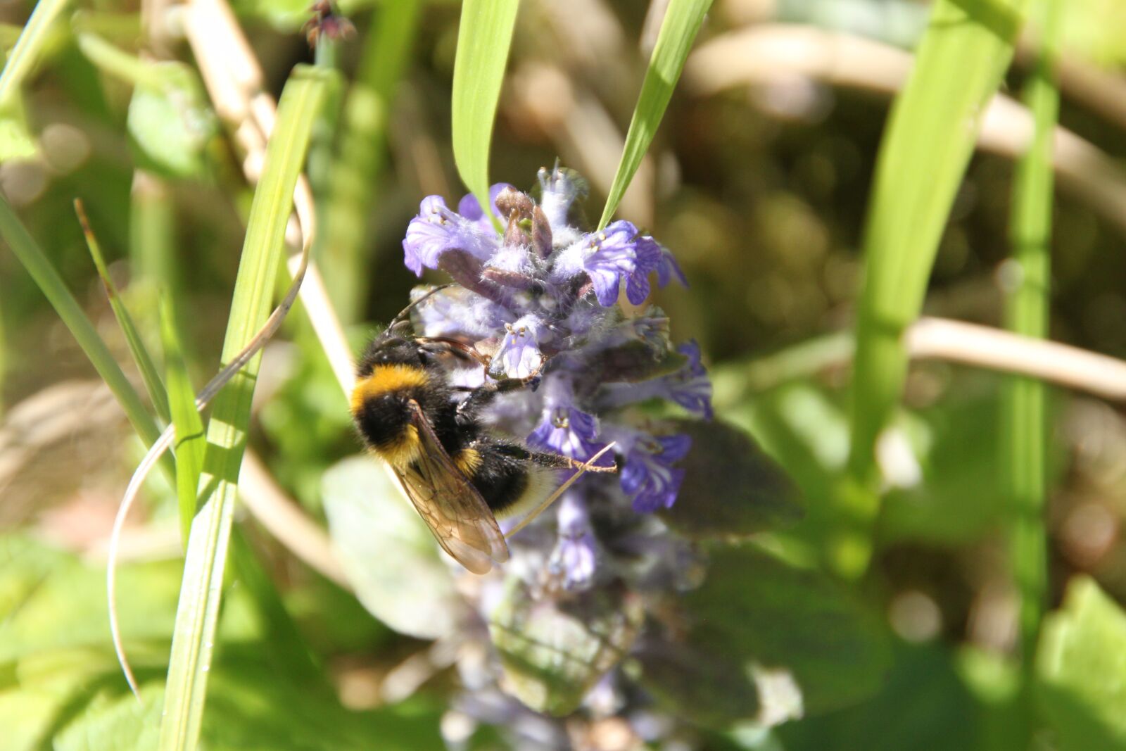 Canon EOS 500D (EOS Rebel T1i / EOS Kiss X3) sample photo. Bee, blossom, bloom photography