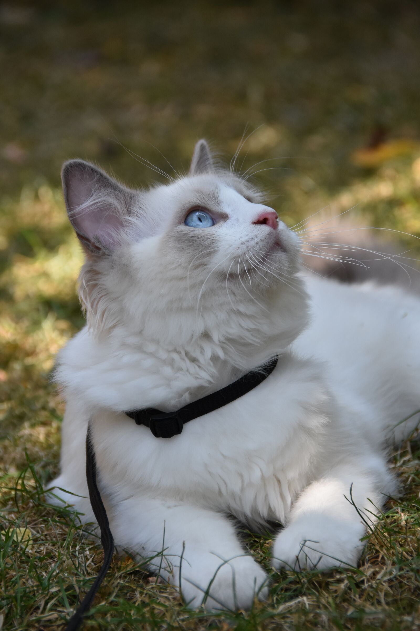 Nikon D7200 sample photo. Ragdoll, cat, pet photography