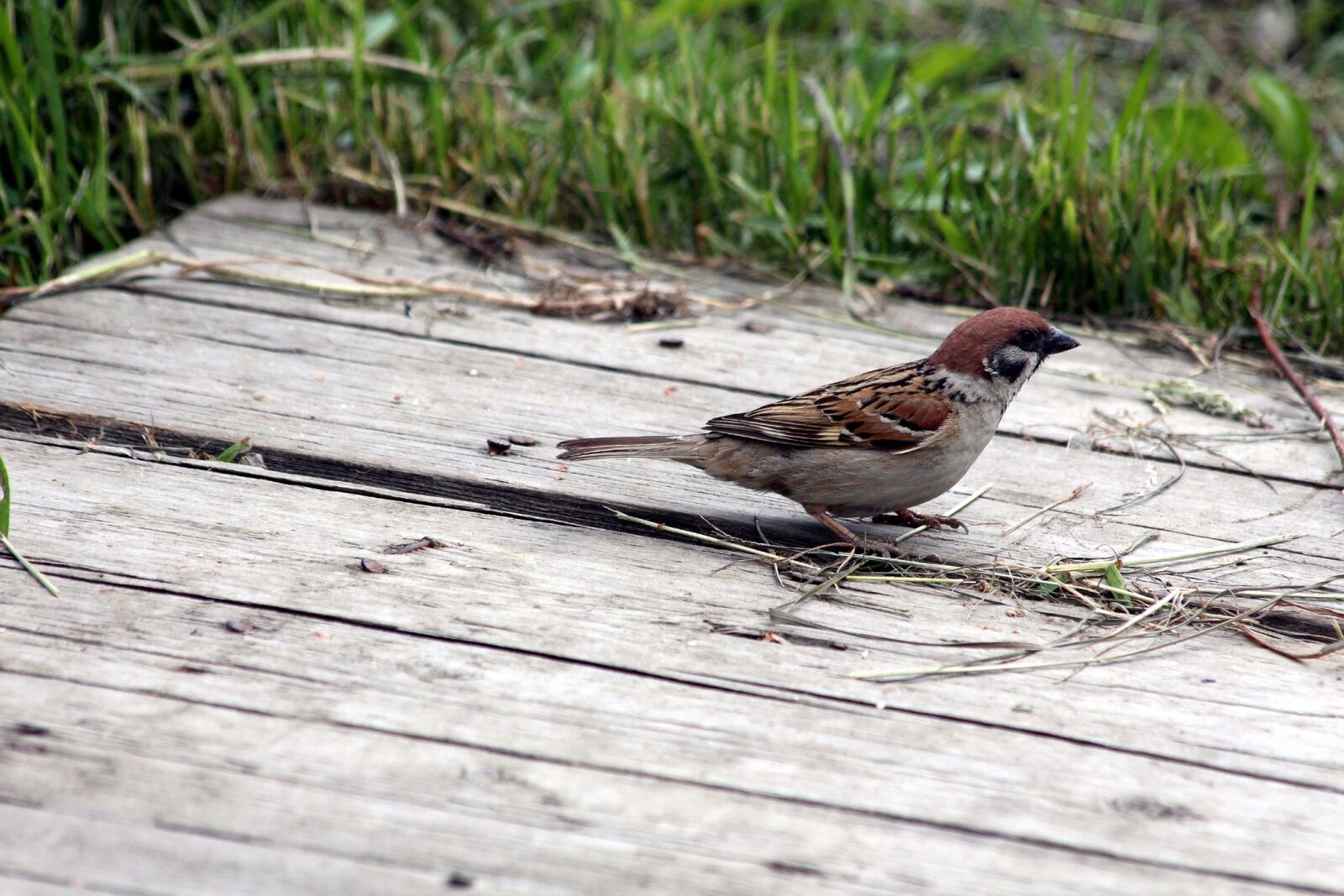Canon EOS 650D (EOS Rebel T4i / EOS Kiss X6i) sample photo. Sparrow, passer montanus, bird photography