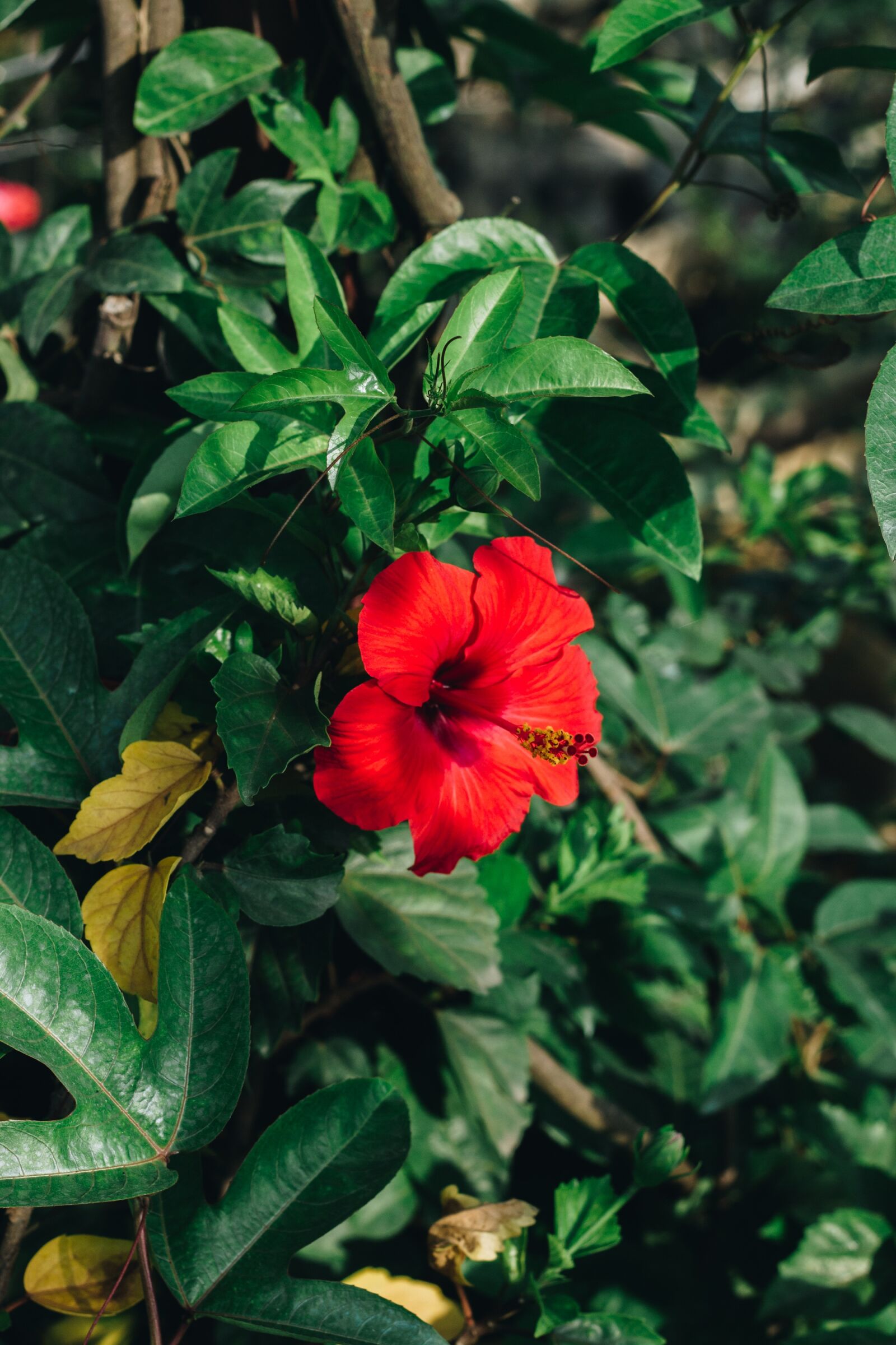 Canon EOS 700D (EOS Rebel T5i / EOS Kiss X7i) + Canon EF 50mm F1.8 II sample photo. Flower, flowe, flowers bloom photography