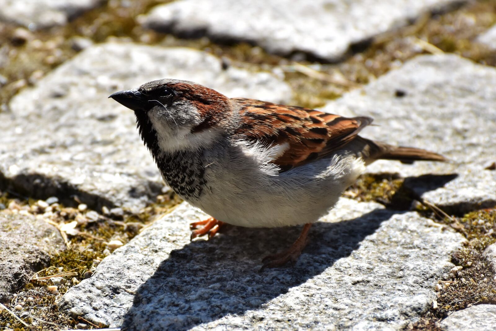 Nikon D7200 sample photo. Sparrow, sperling, bird photography