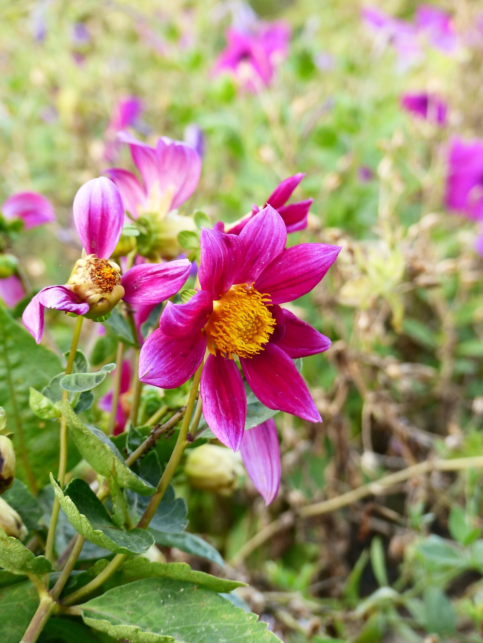 Panasonic Lumix DMC-FZ200 sample photo. Flower, violet, bloom photography