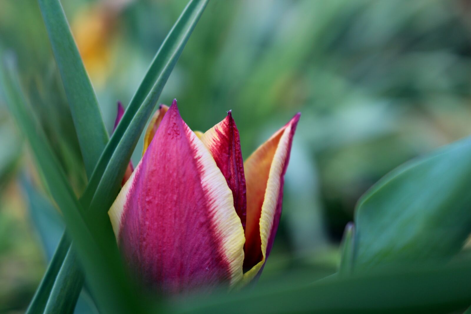 Canon EOS 700D (EOS Rebel T5i / EOS Kiss X7i) sample photo. Flower, tulip, flowers photography