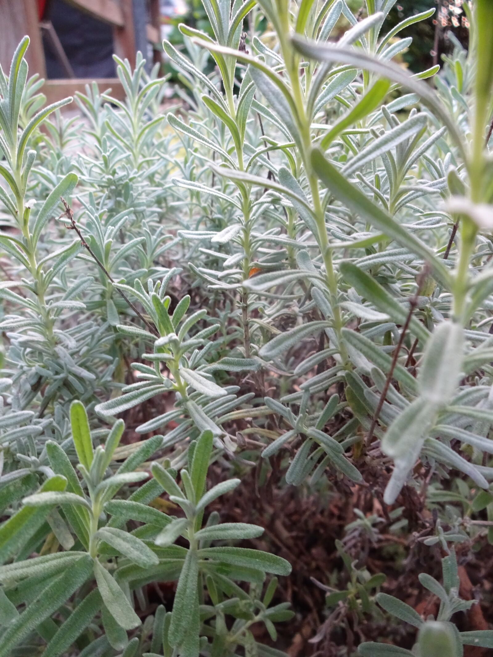 Sony Cyber-shot DSC-WX220 sample photo. Lavender, plant, sage photography